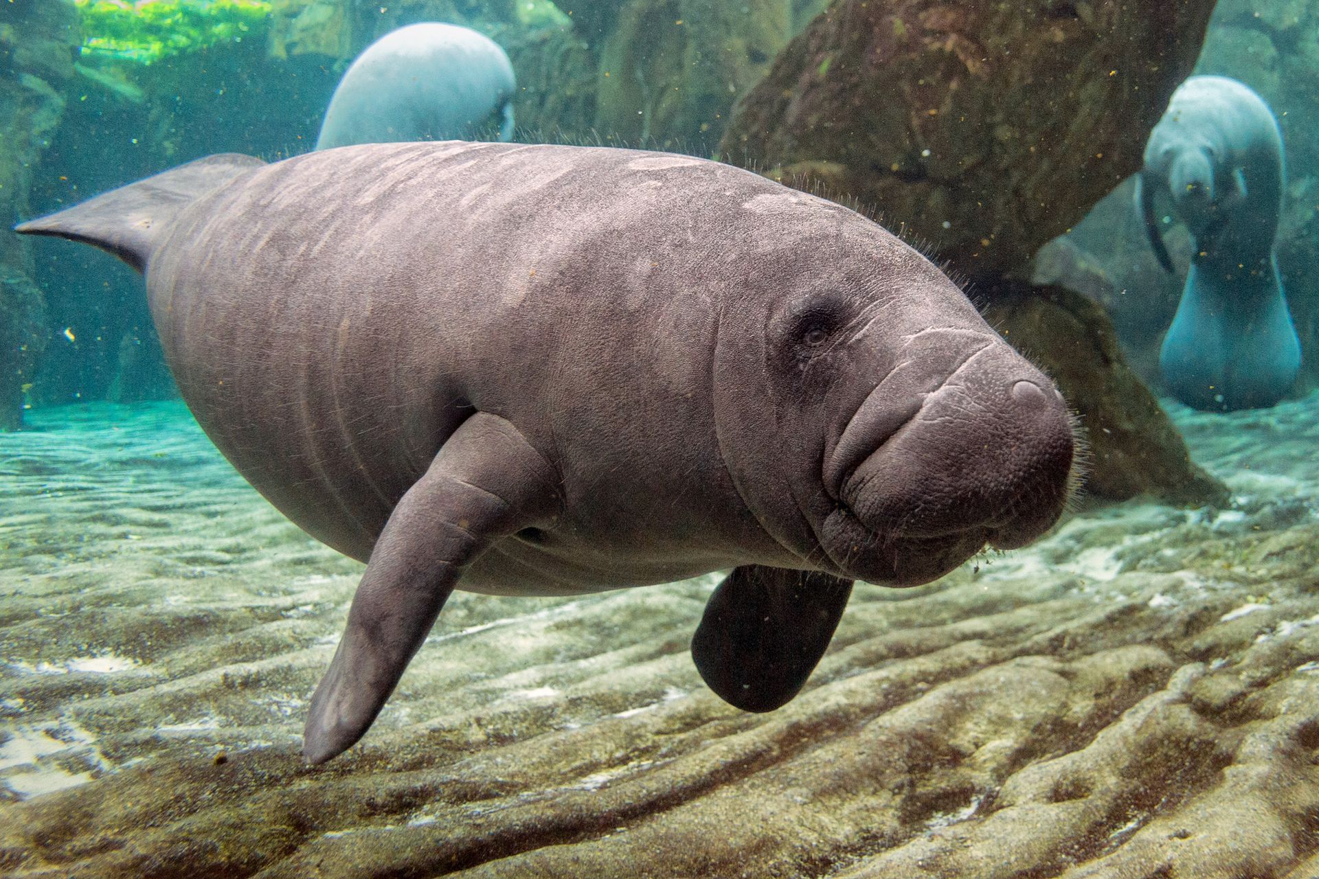 Manatee swimming underwater in a clear aquarium tank with rocks and other manatees in the background