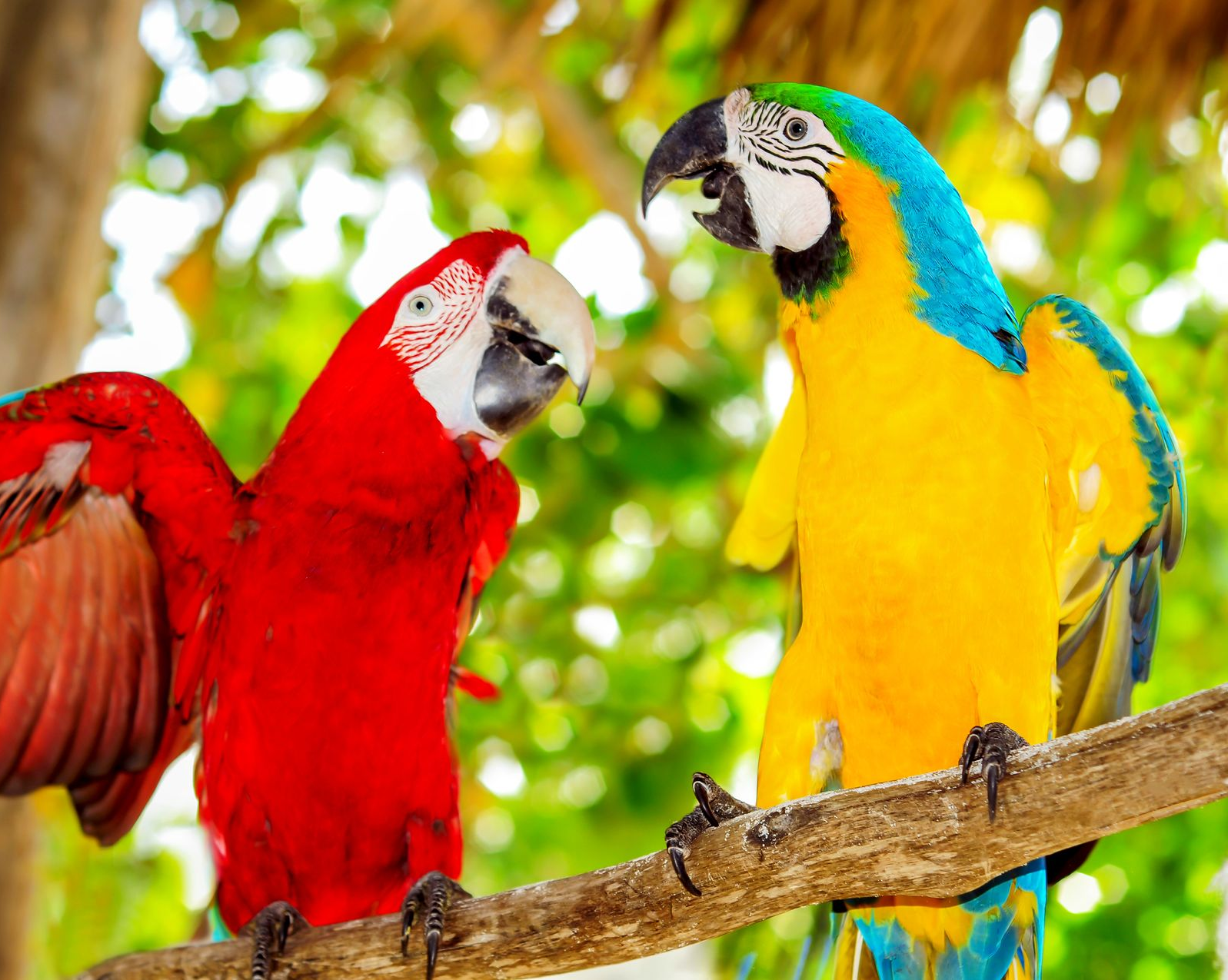 Two colorful parrots perched on a branch, one red, one yellow and blue, looking at each other.