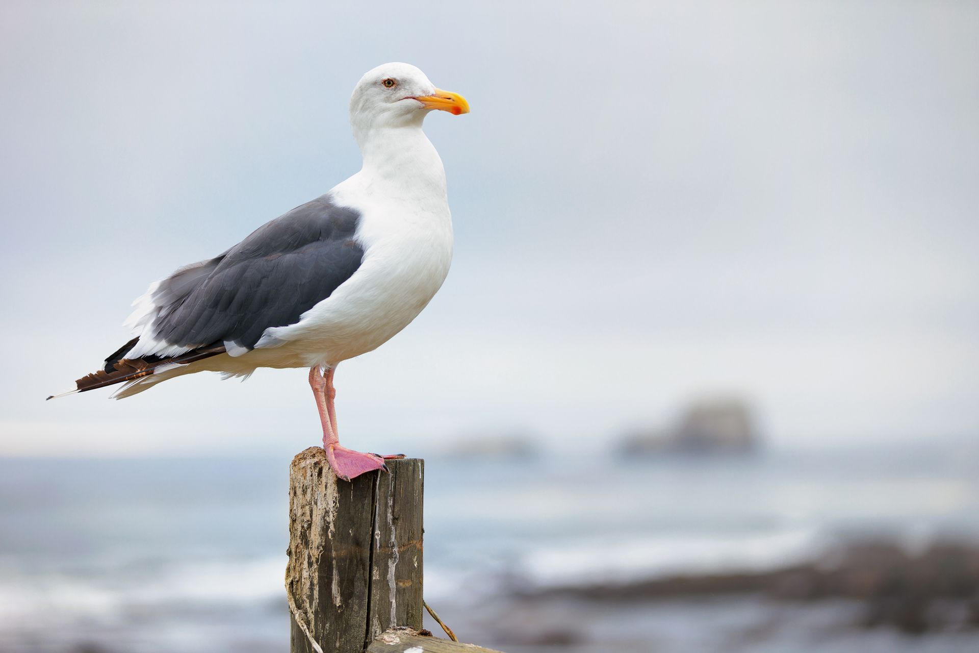 Seagull perched on a weathered wooden post by the sea, with a blurred shoreline in the background
