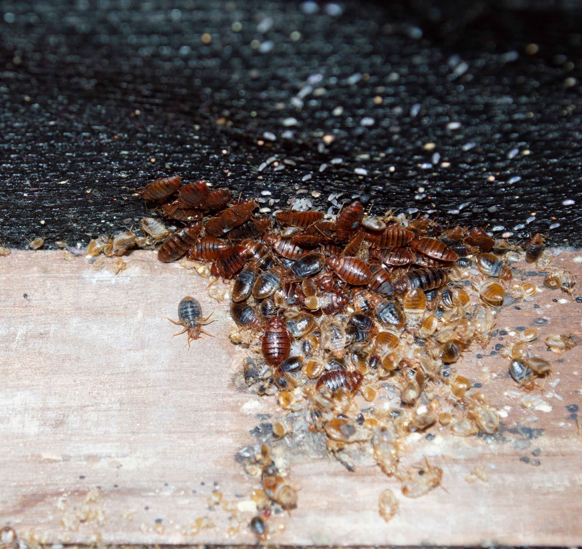 A bunch of cockroaches are laying on a piece of wood