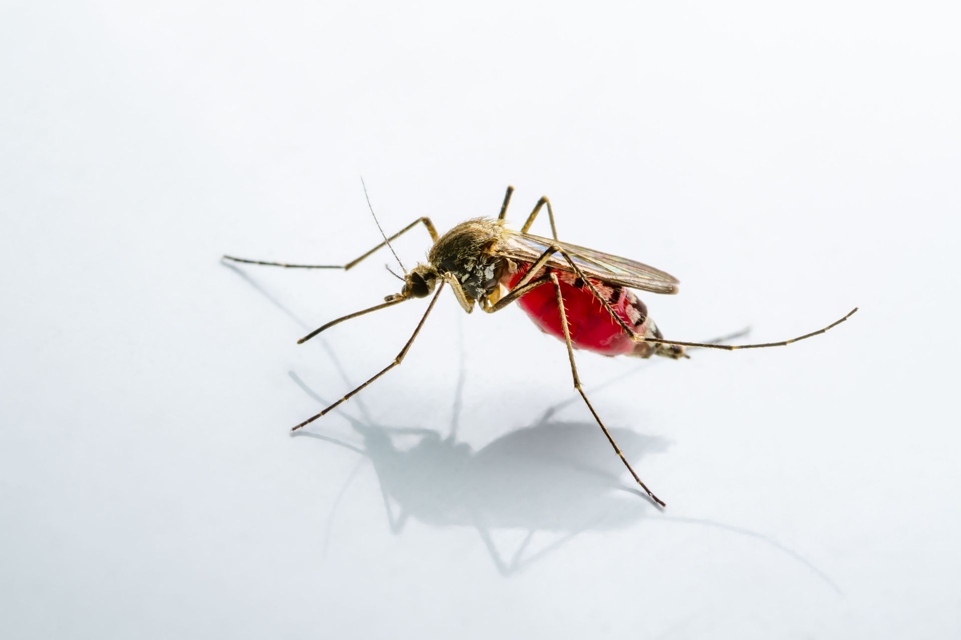 A close up of a mosquito on a white surface