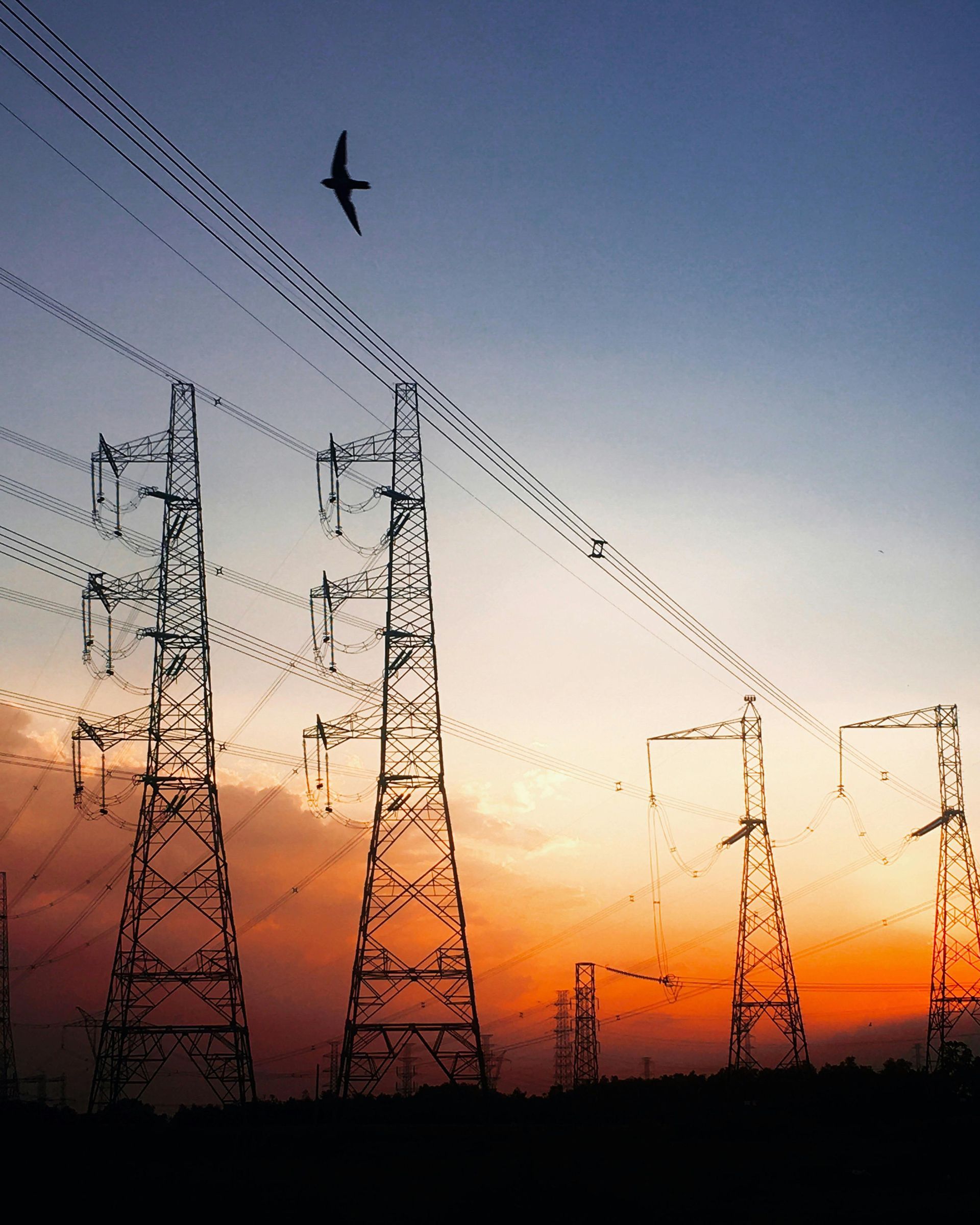 Power lines and transmission towers silhouetted against a sunset sky with a bird flying overhead