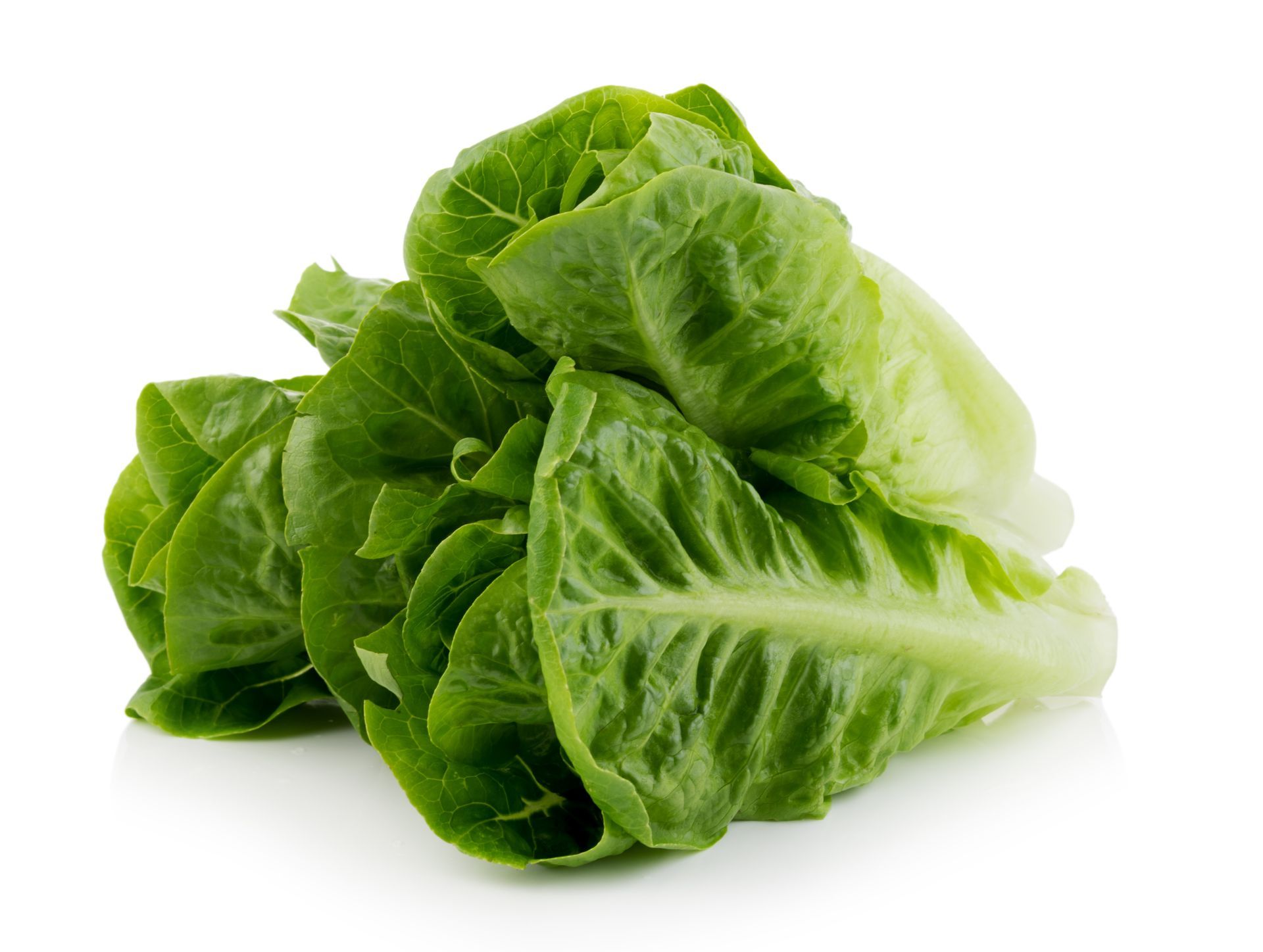 Little Gem Lettuce