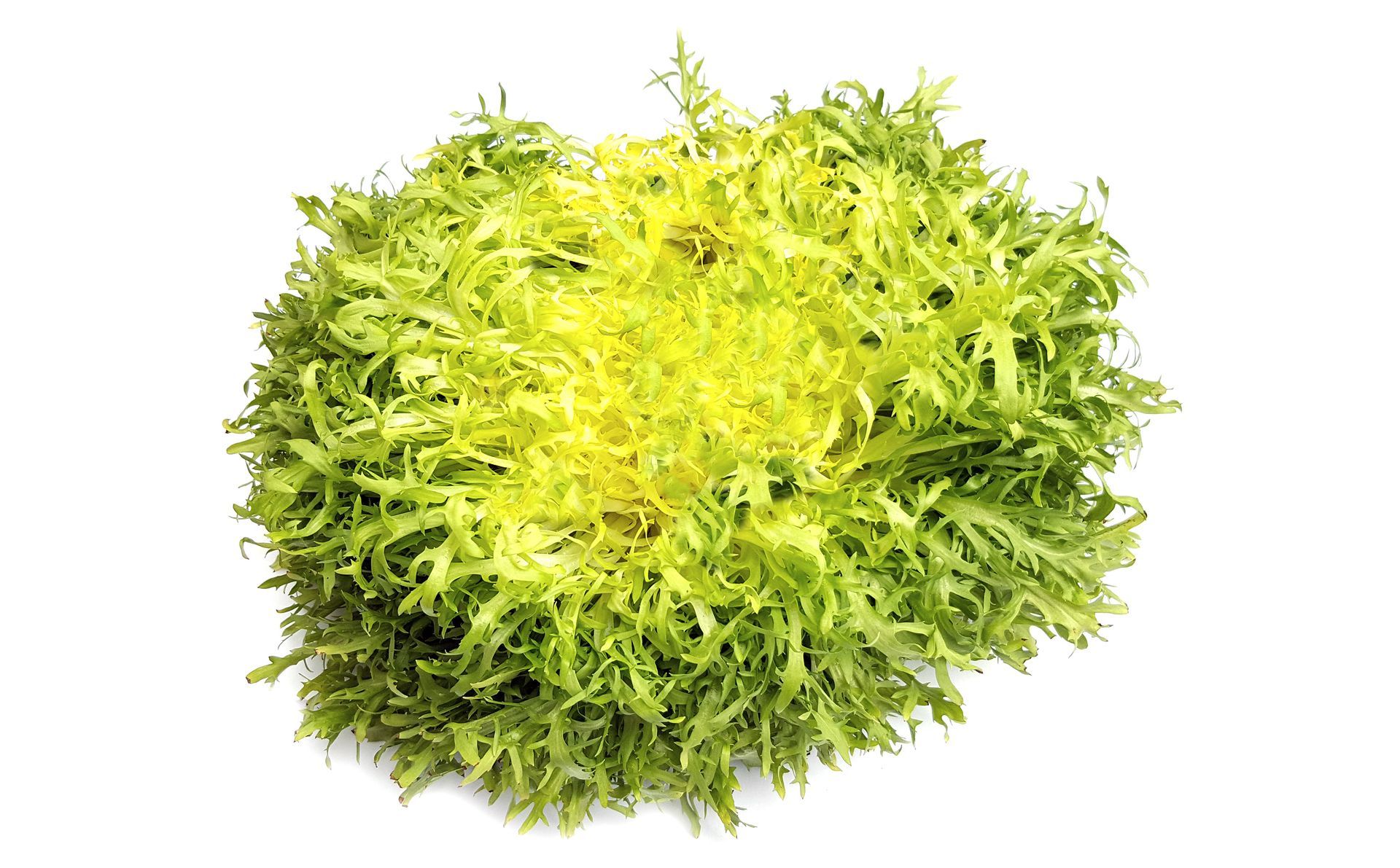 Frizee Endive