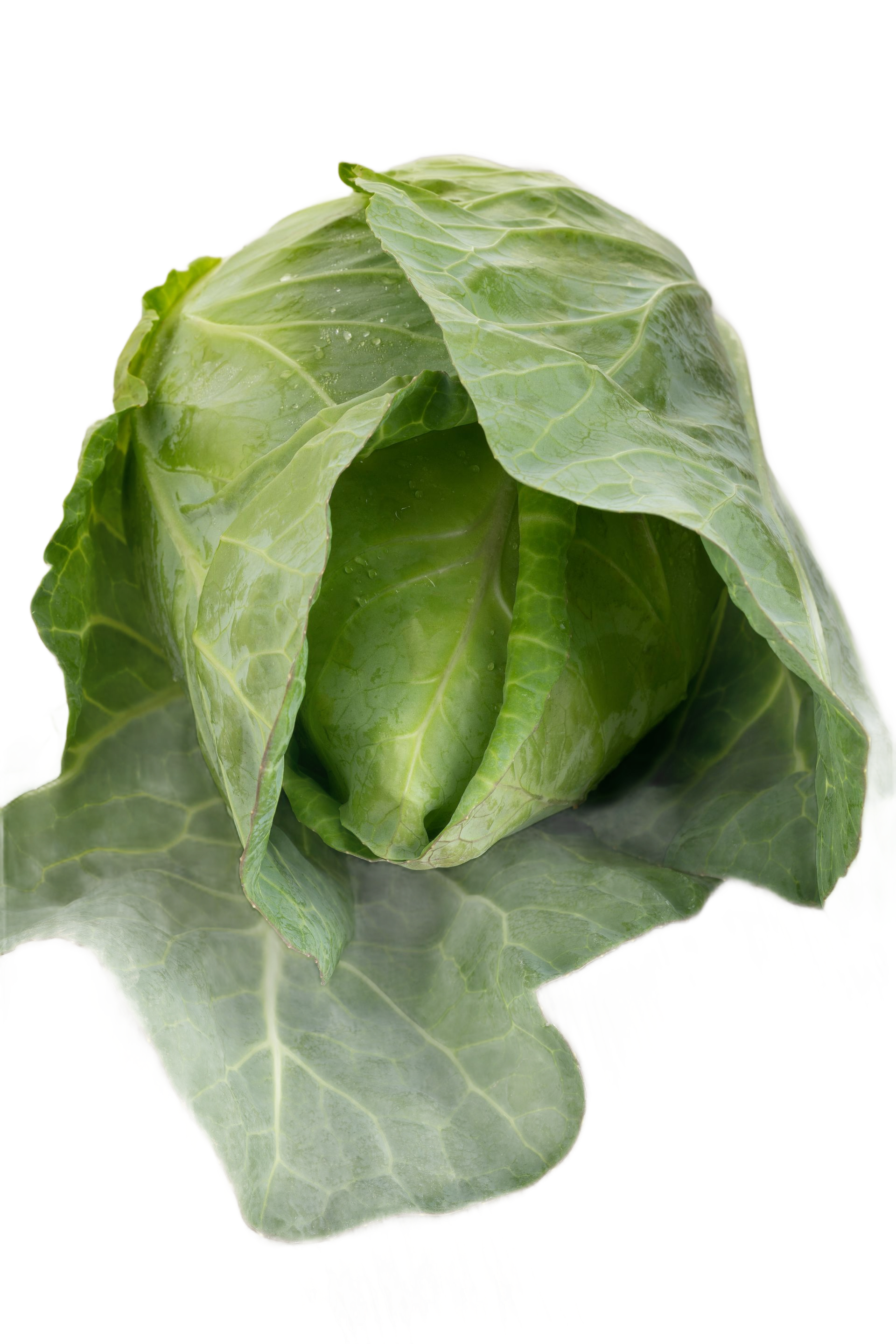 Sweetheart Cabbage
