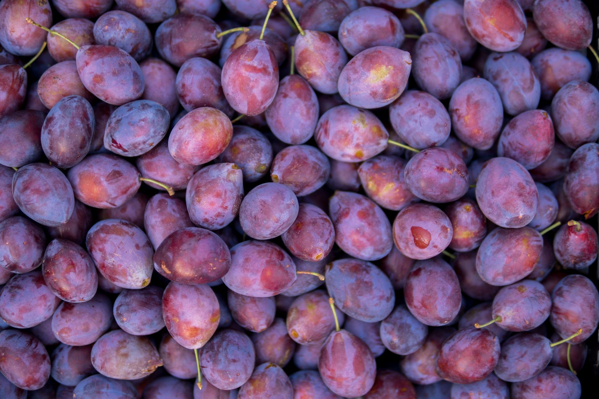 Damsons