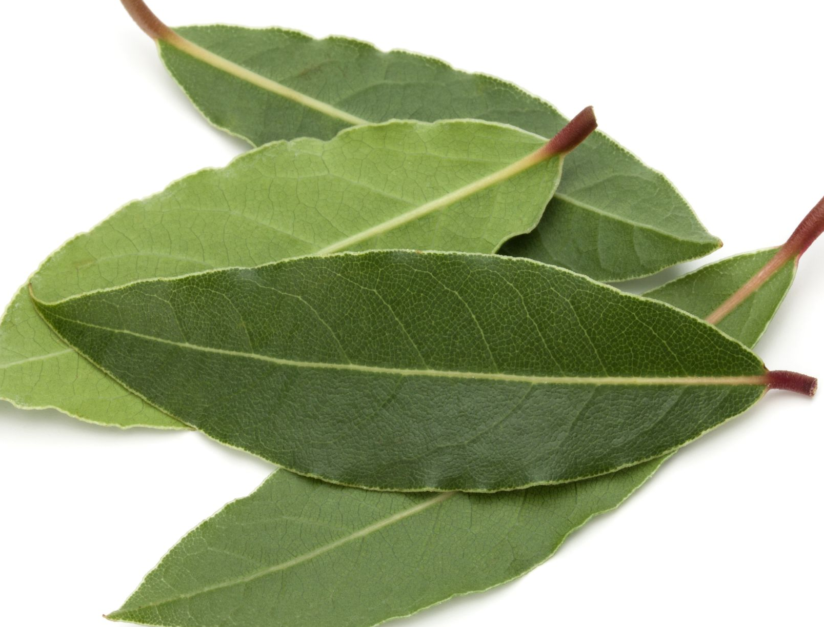 Bay Leaves
