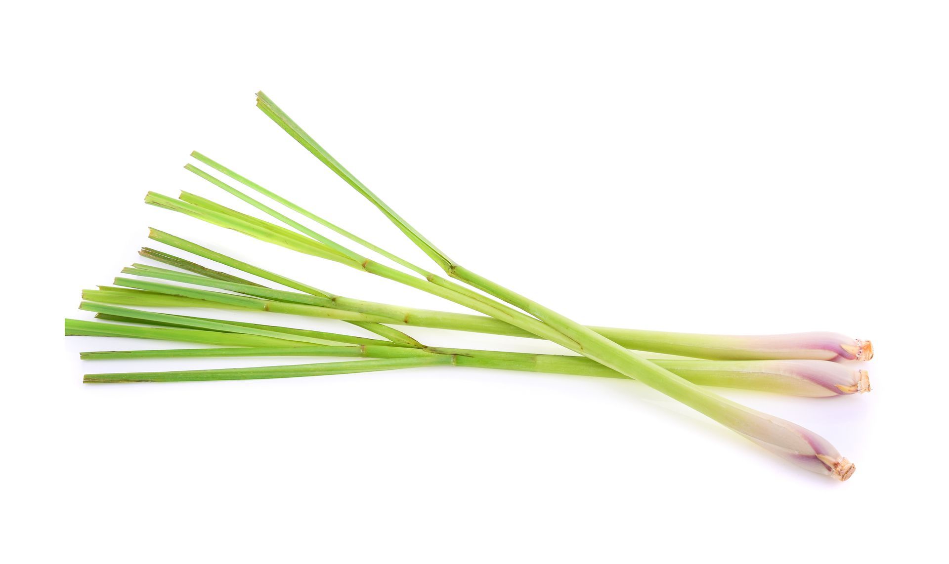 Lemon Grass