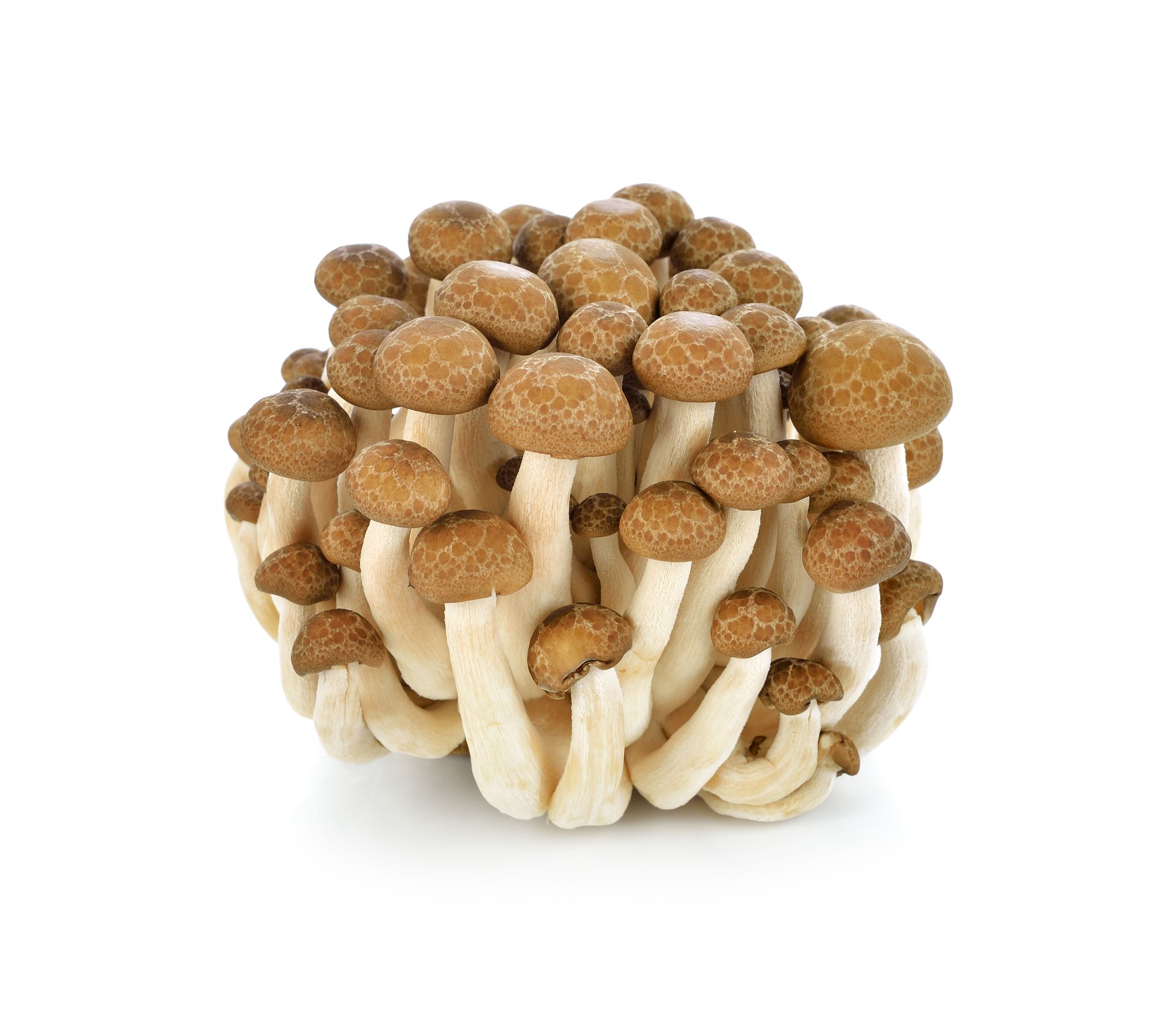 Shimeji Mushrooms