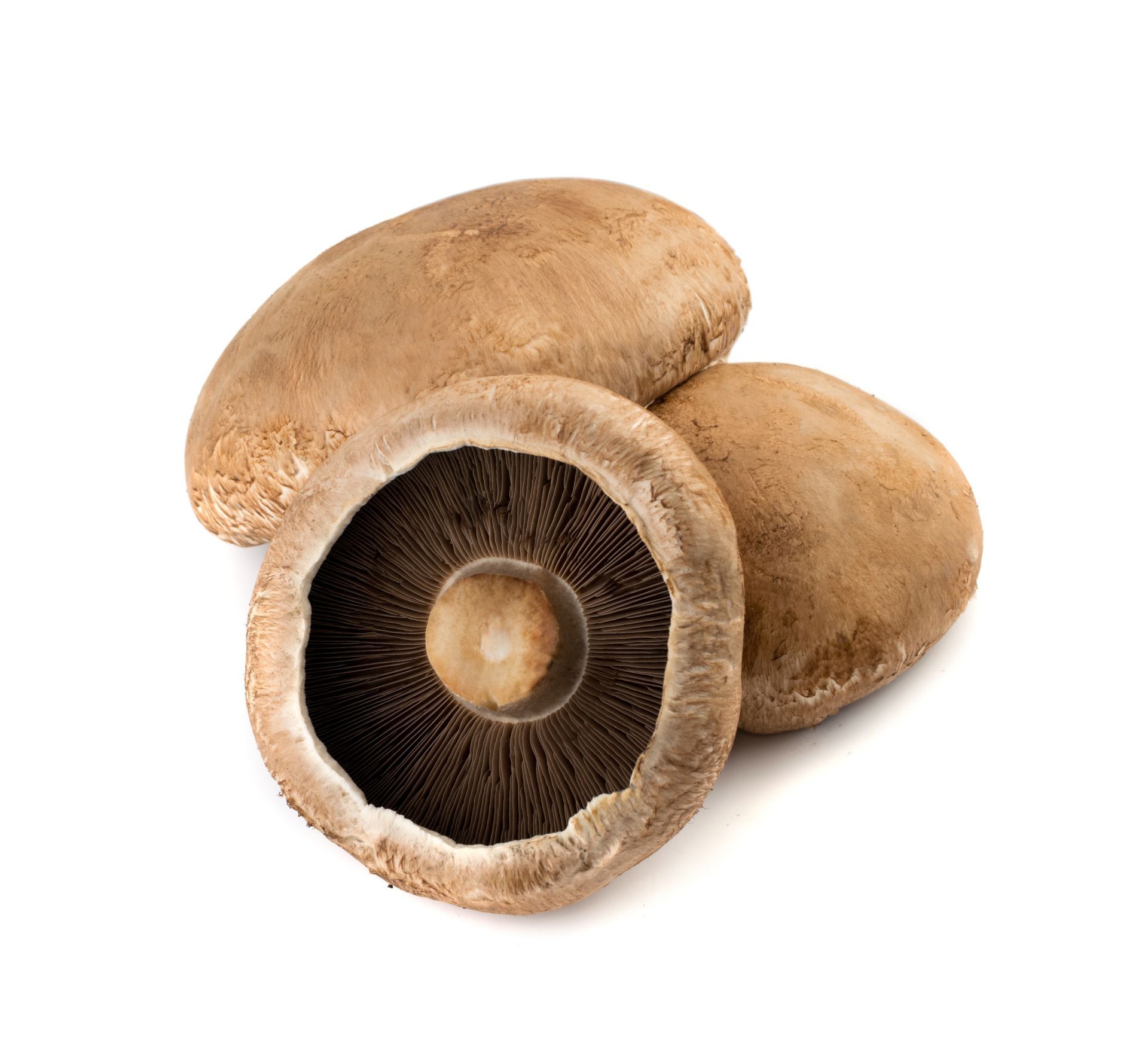 Portabello Mushrooms