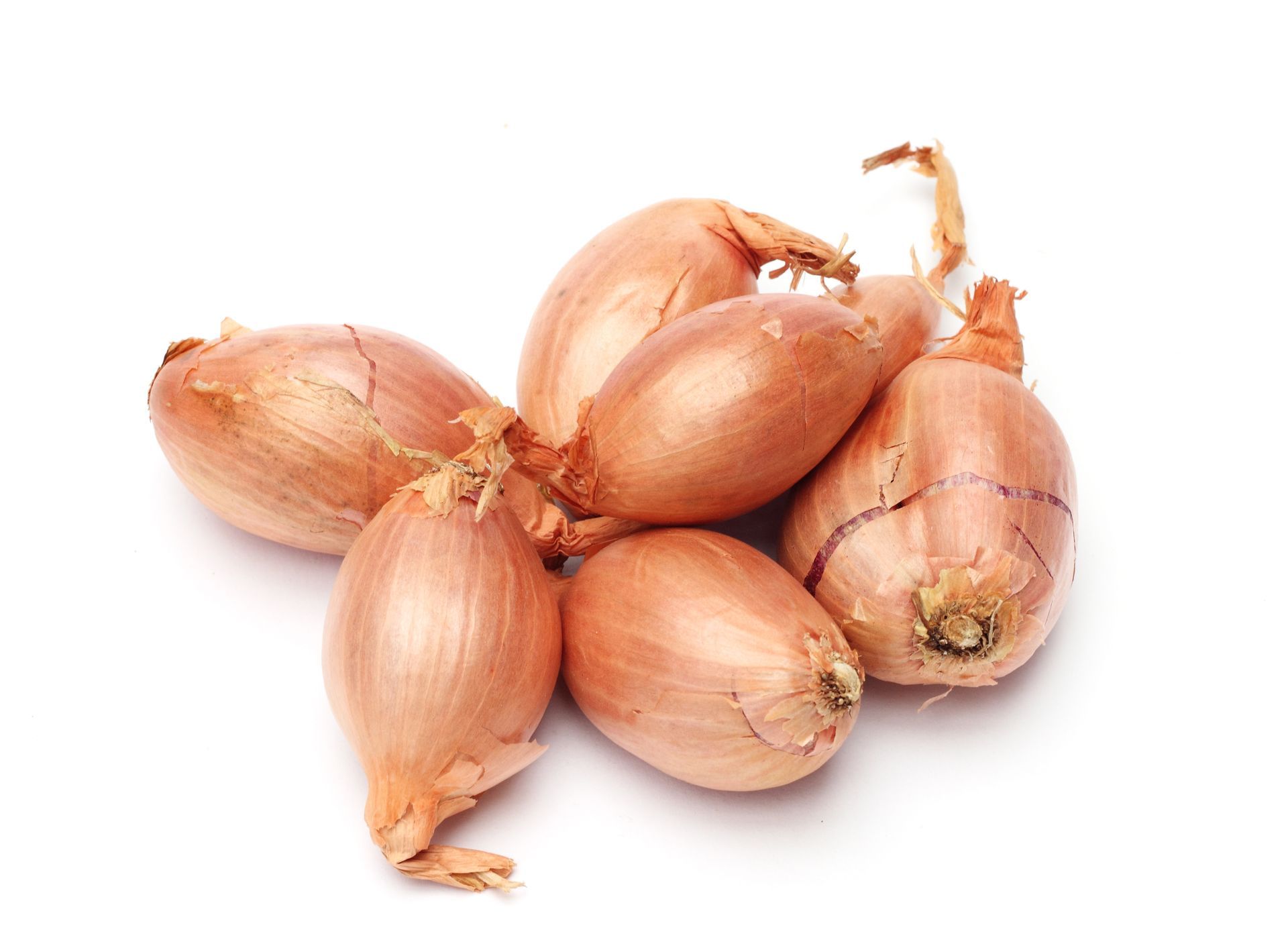 Shallot Round