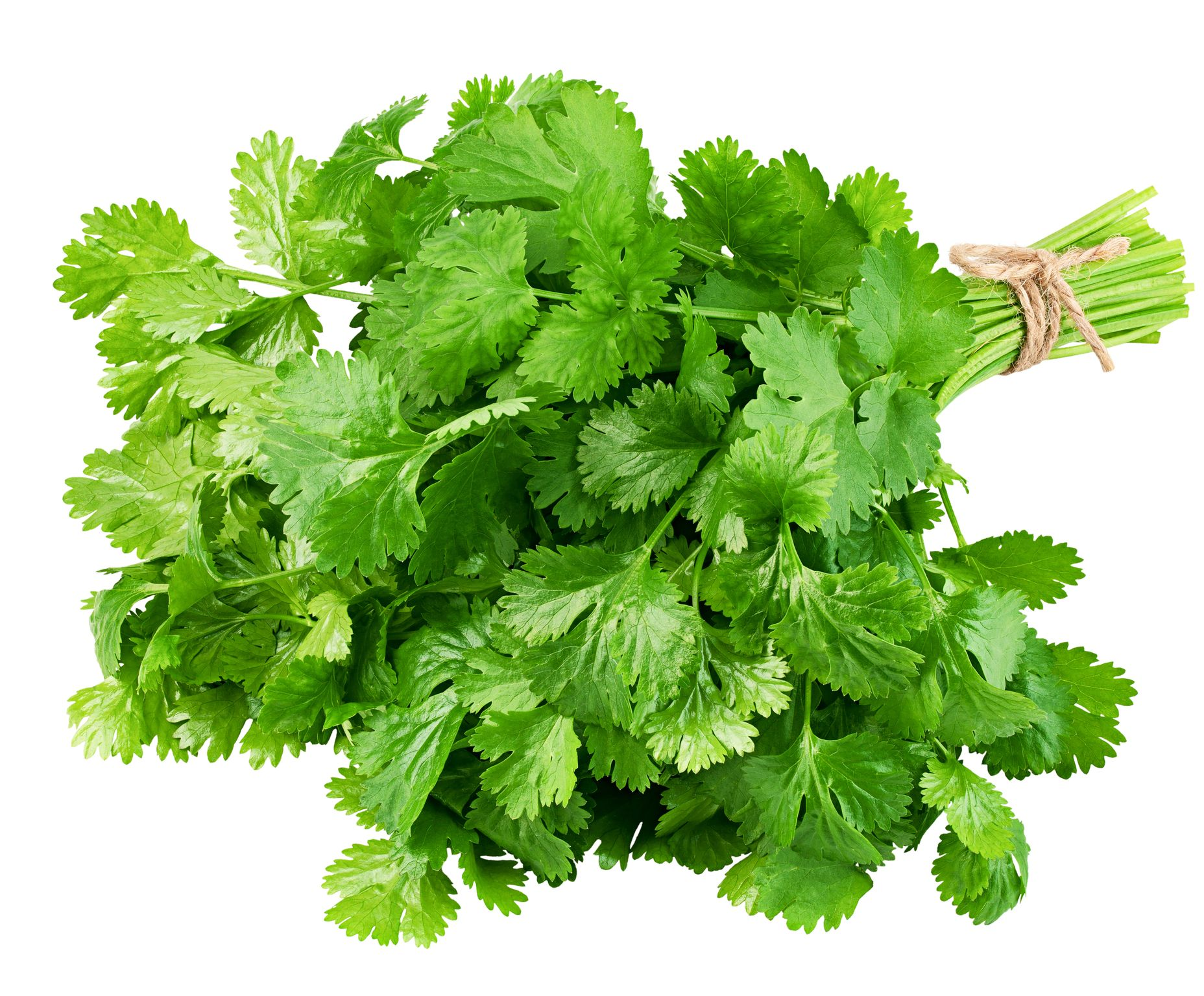 Coriander Leaves