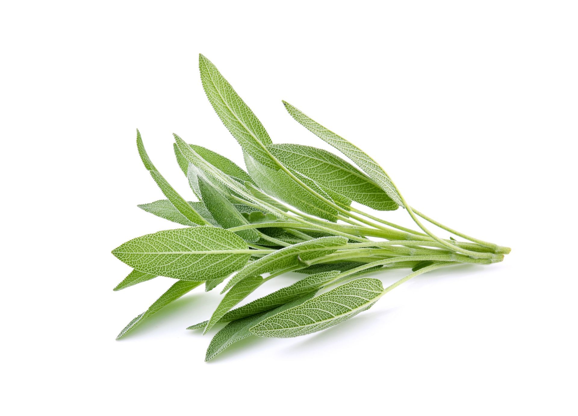 Sage