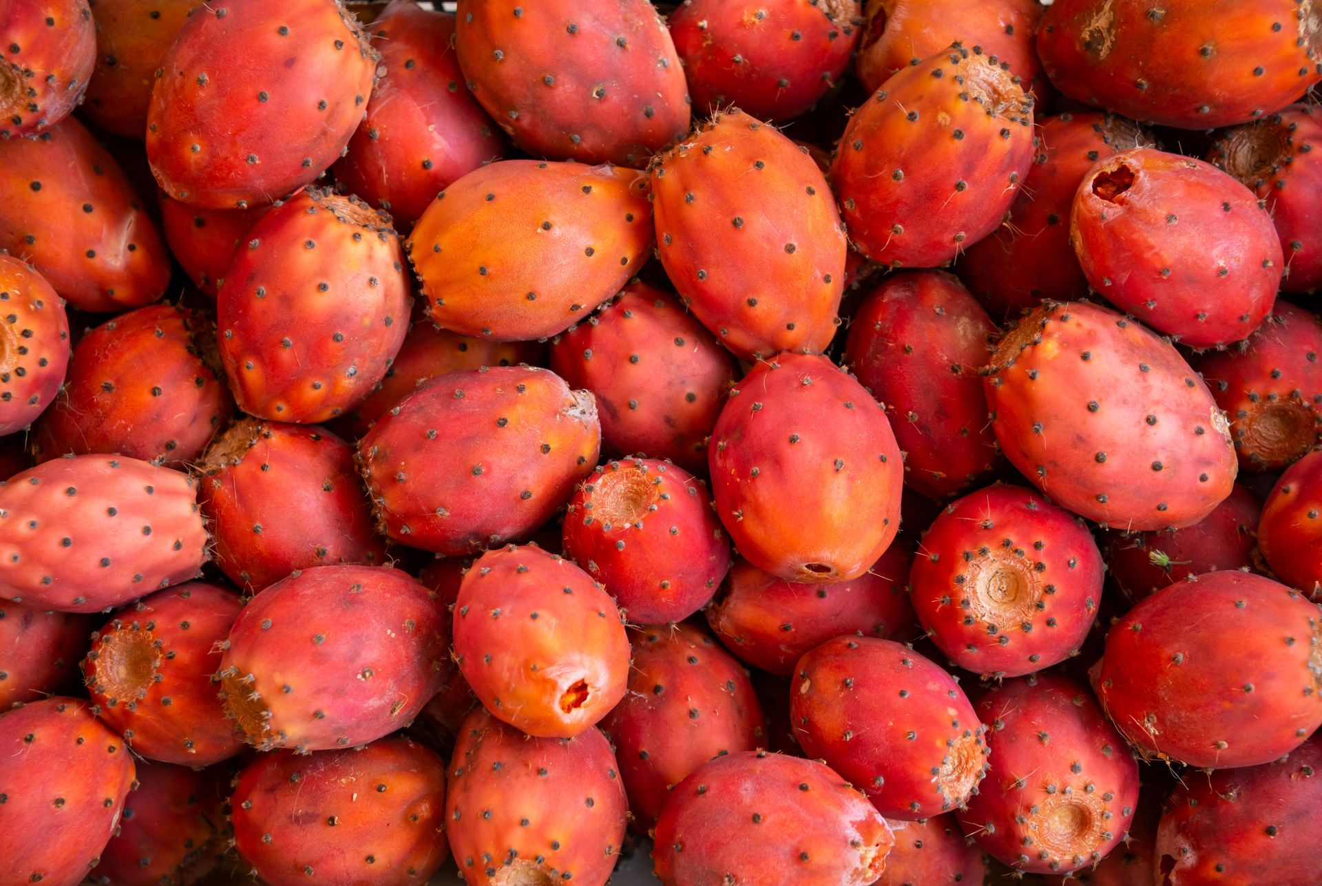 Prickly Pears