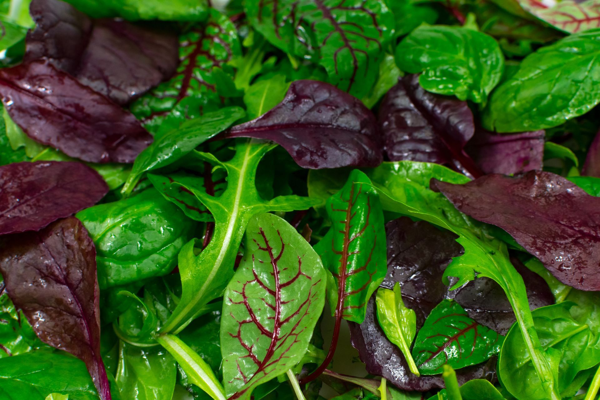 Baby Leaf Mix