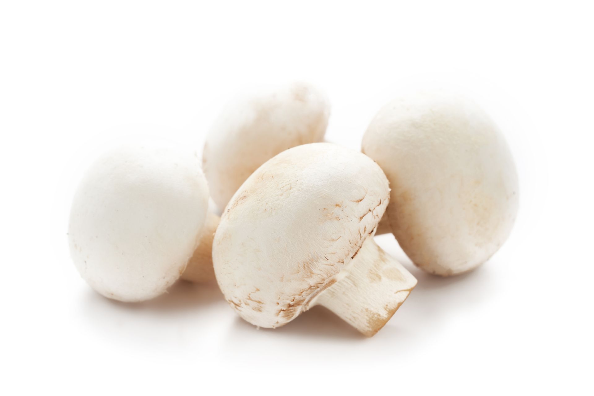 White Cup Mushrooms