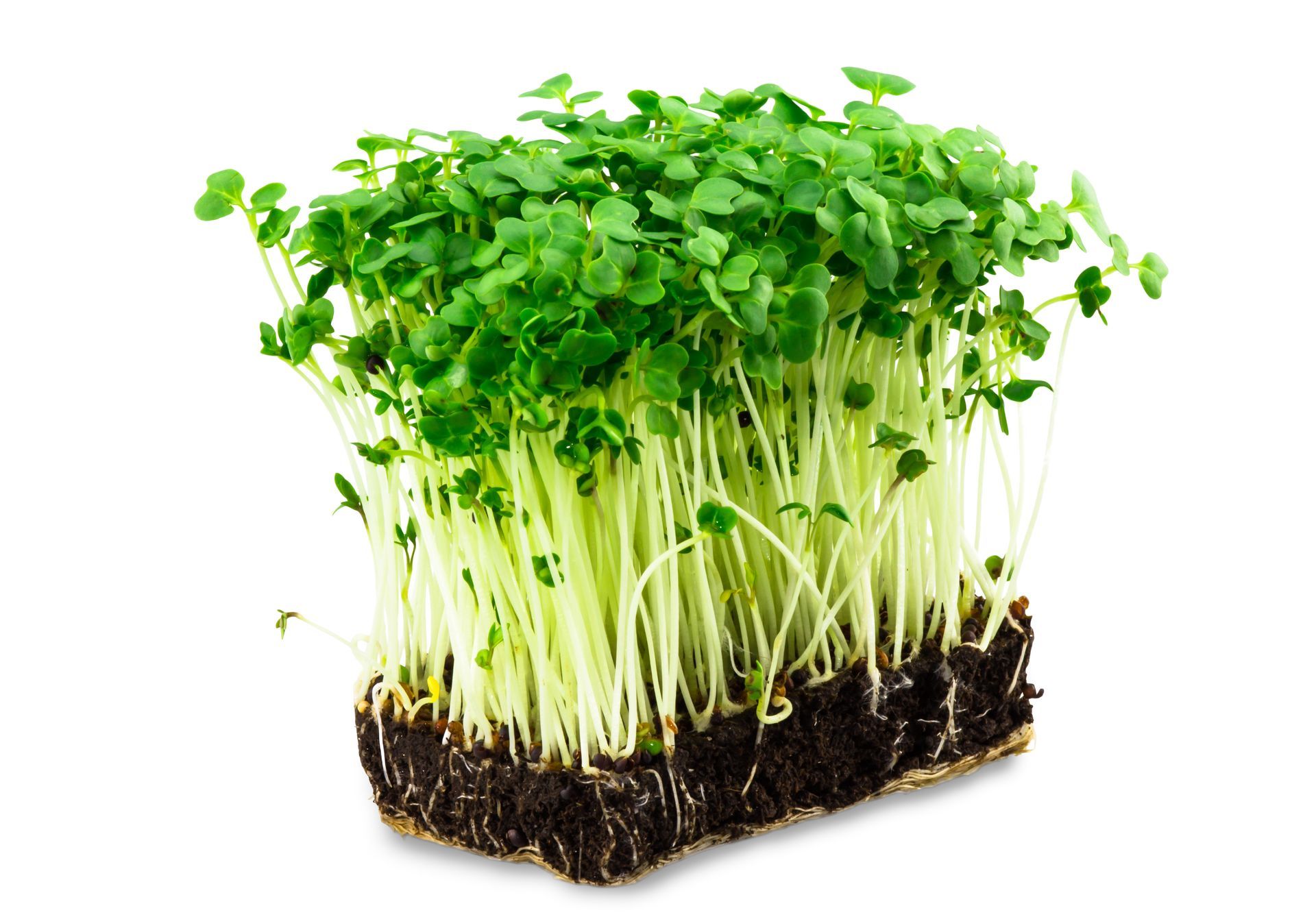 Salad Cress
