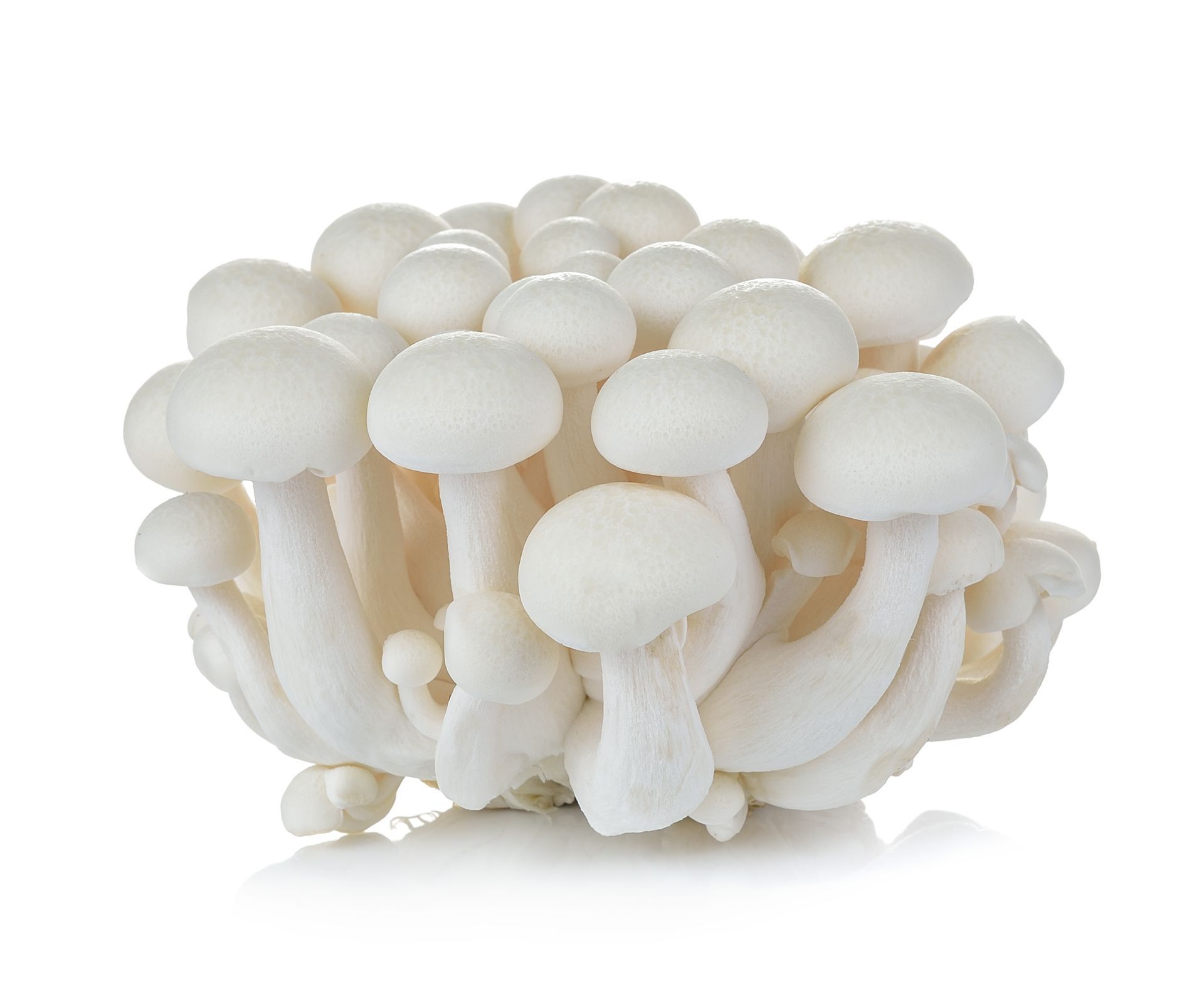 Shimeji Mushrooms