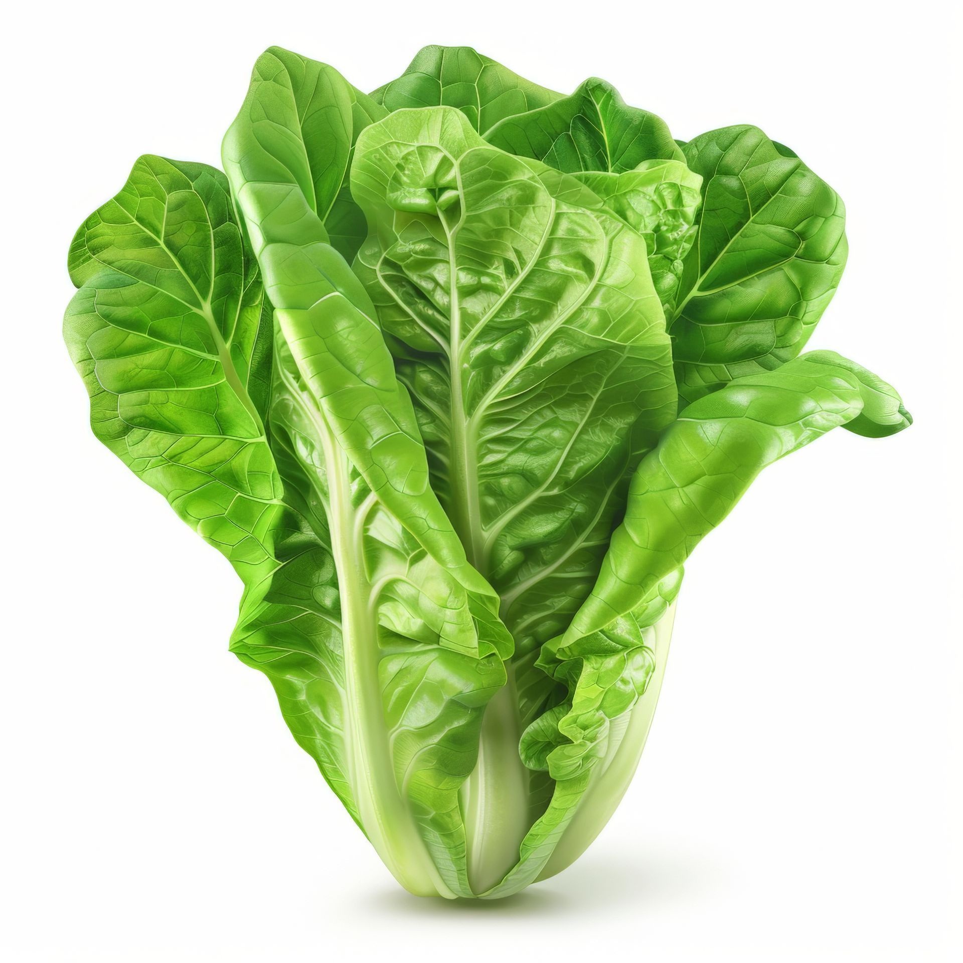 Romaine Lettuce