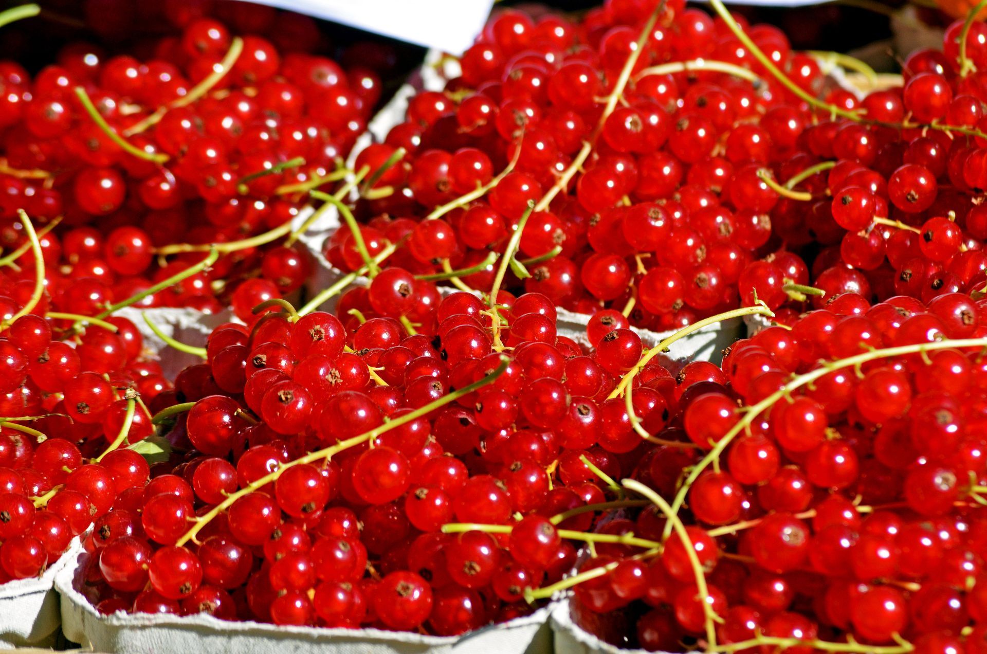 Red Currants