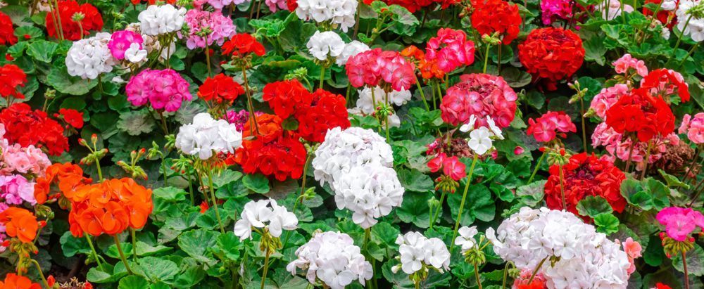 Flowers & Plants
