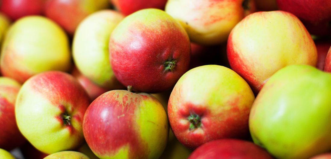 Bramley's Seedling Cooking Apple