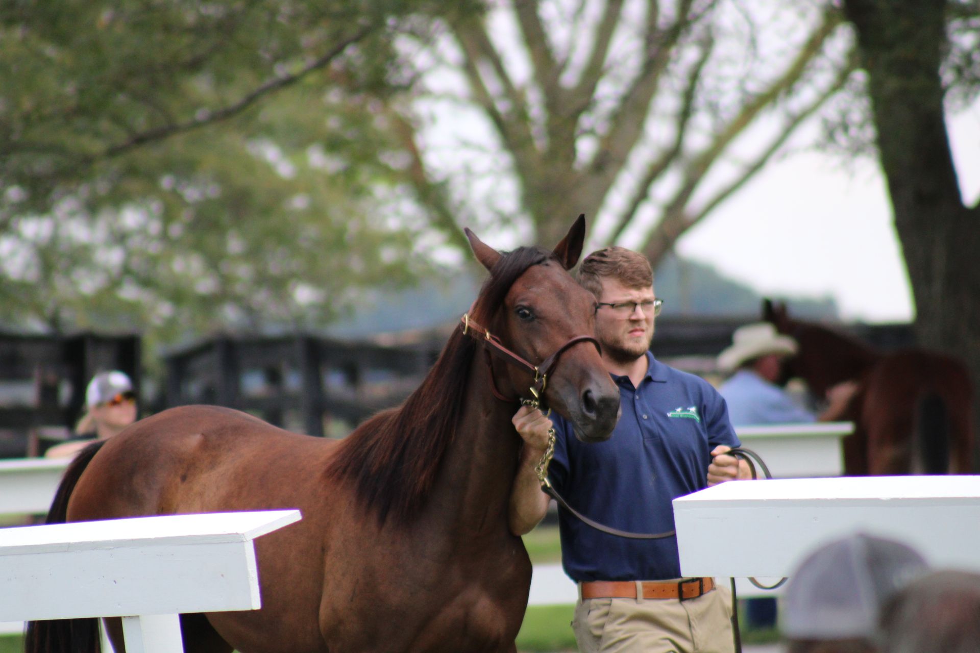 Land Of Lincoln Standardbred Sales Co. Gallery