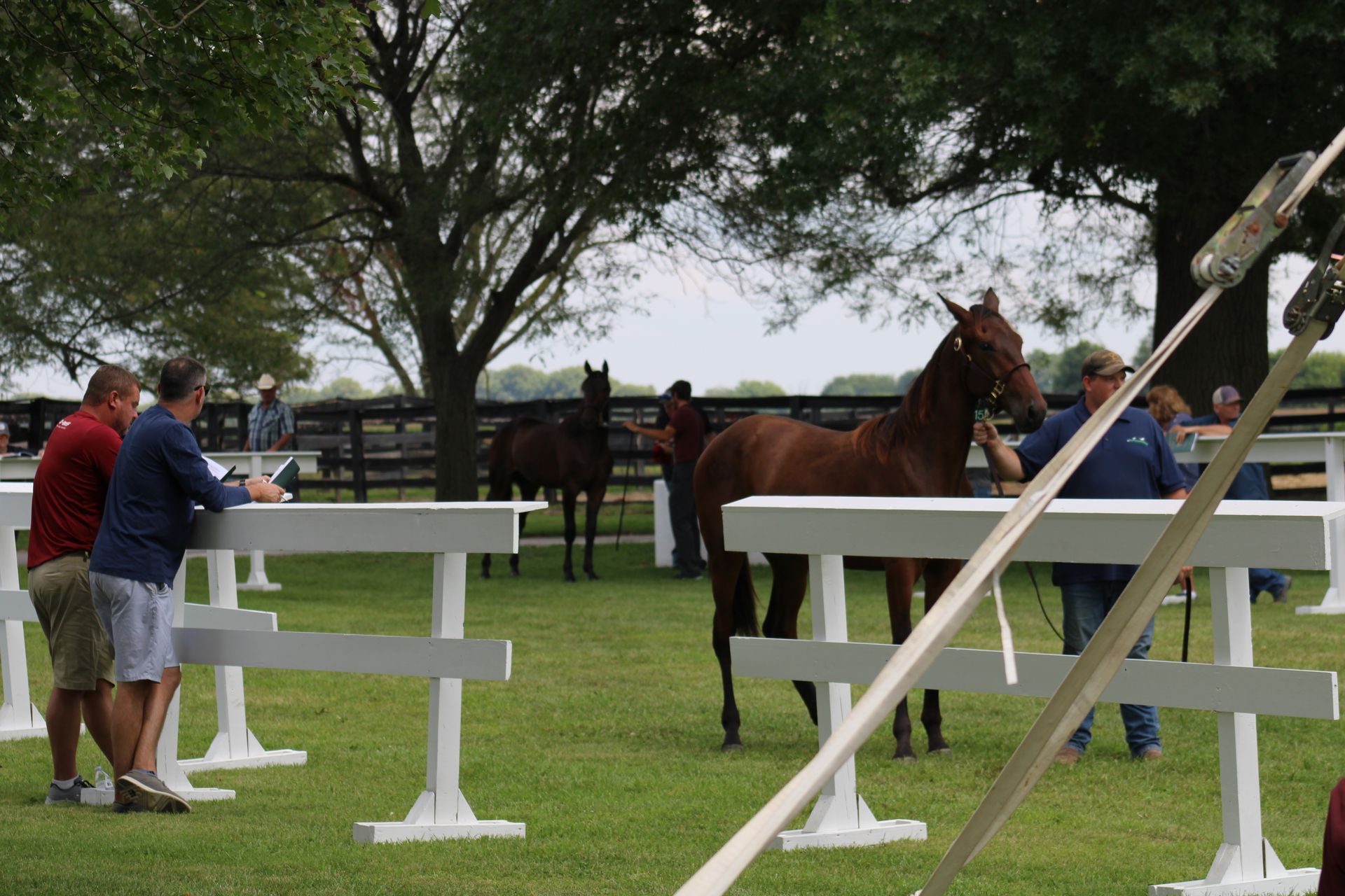 Land Of Lincoln Standardbred Sales Co. Gallery