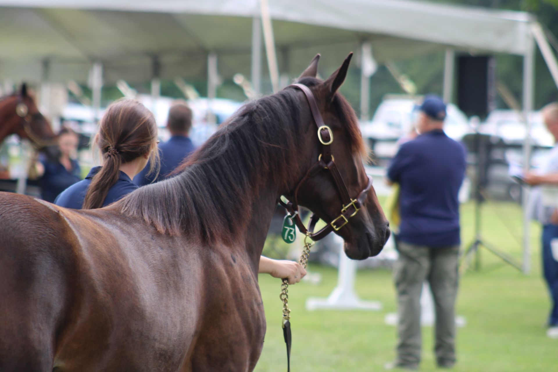 Land Of Lincoln Standardbred Sales Co. Gallery