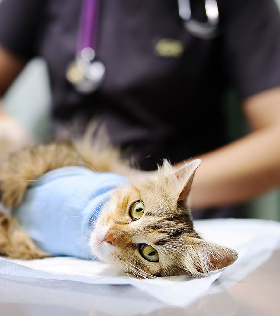 Hip Surgery at Lincoln Ave Cat & Dog Hospital