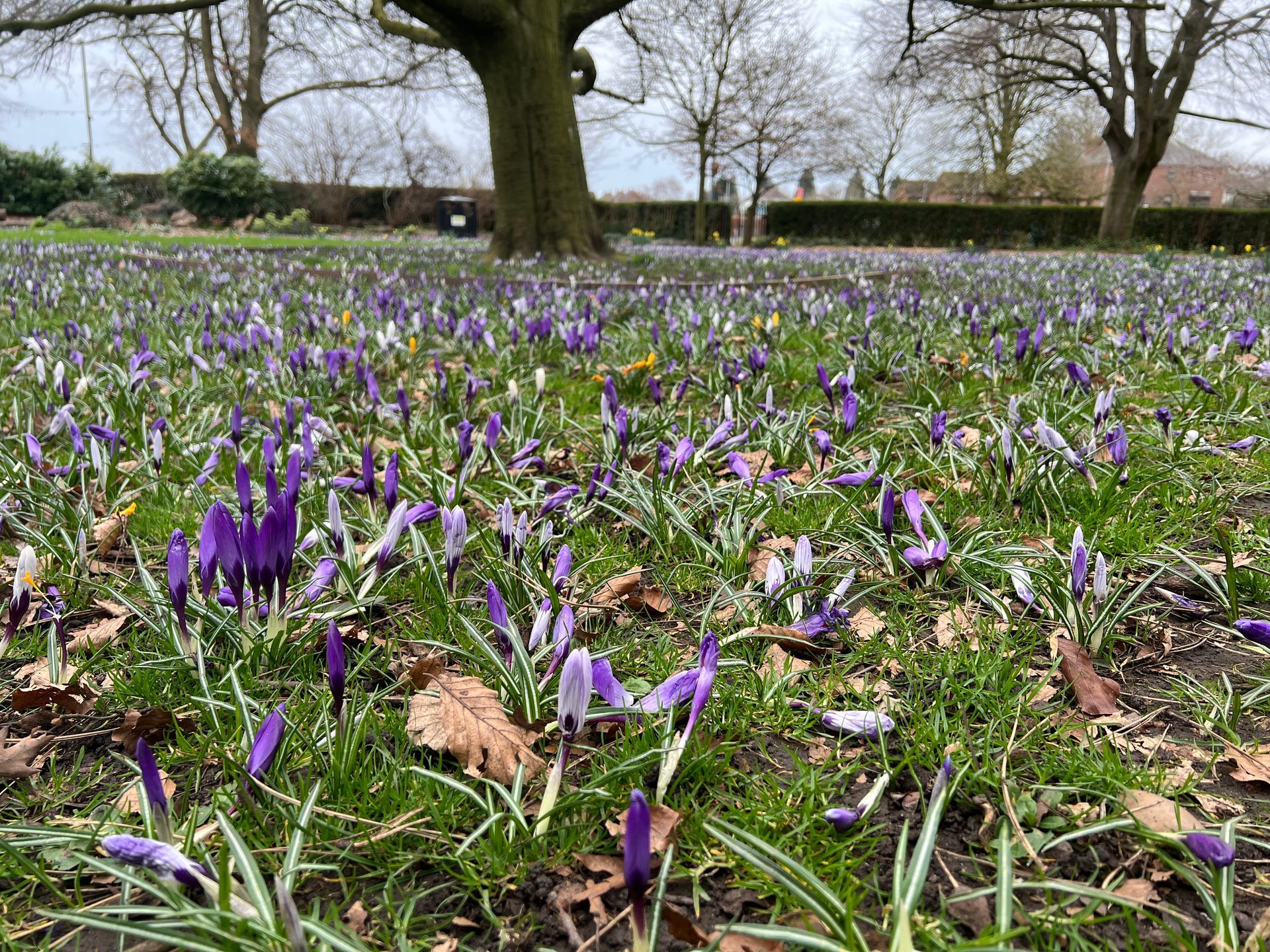 Purple crocus flowers blooming in a grassy park beneath large trees in early spring.