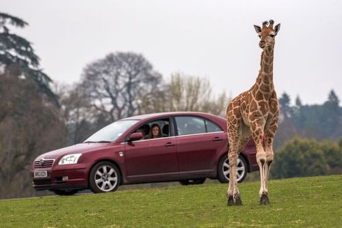 A giraffe stands on a grassy field in front of a maroon sedan, with people visible inside the car.