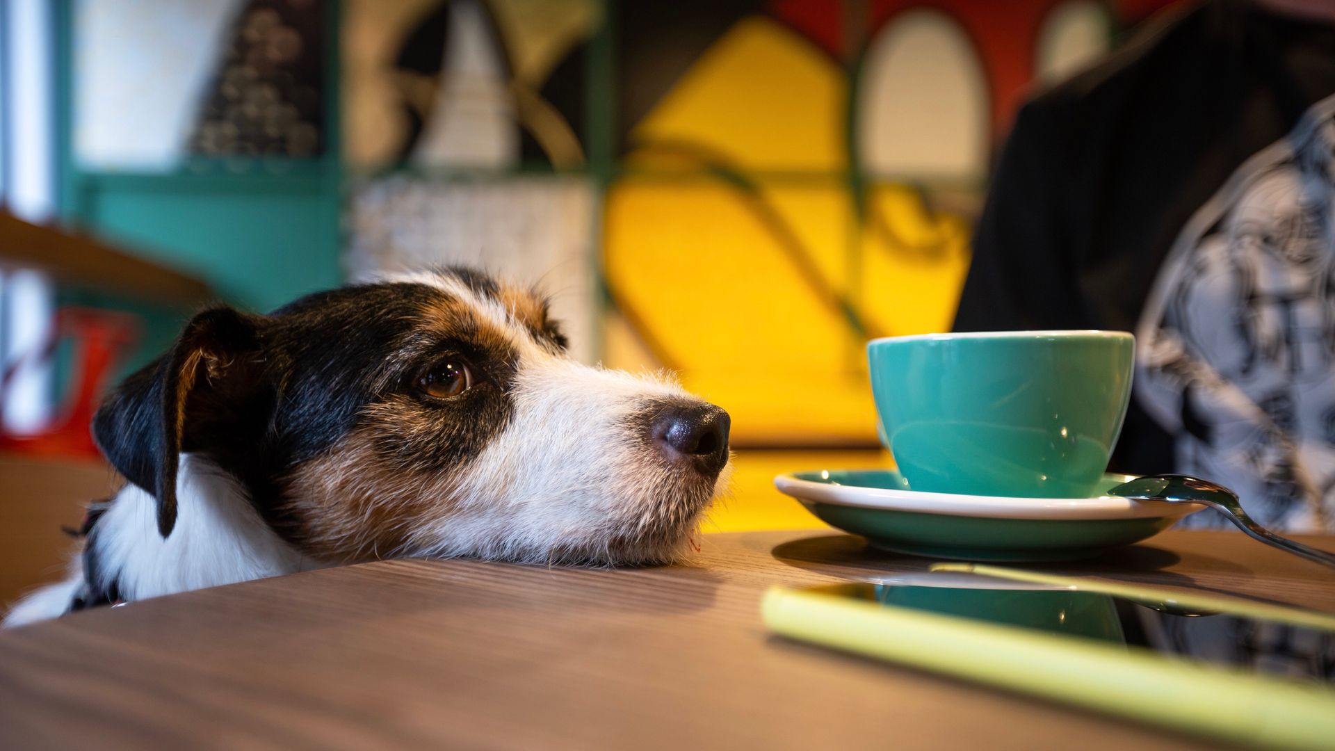 Small dog resting its chin on a table beside a teal cup and saucer in a cozy café