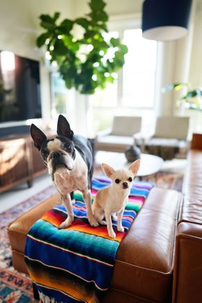 A Boston Terrier and a small light-colored dog stand side-by-side on a colorful striped blanket atop a leather ottoman.