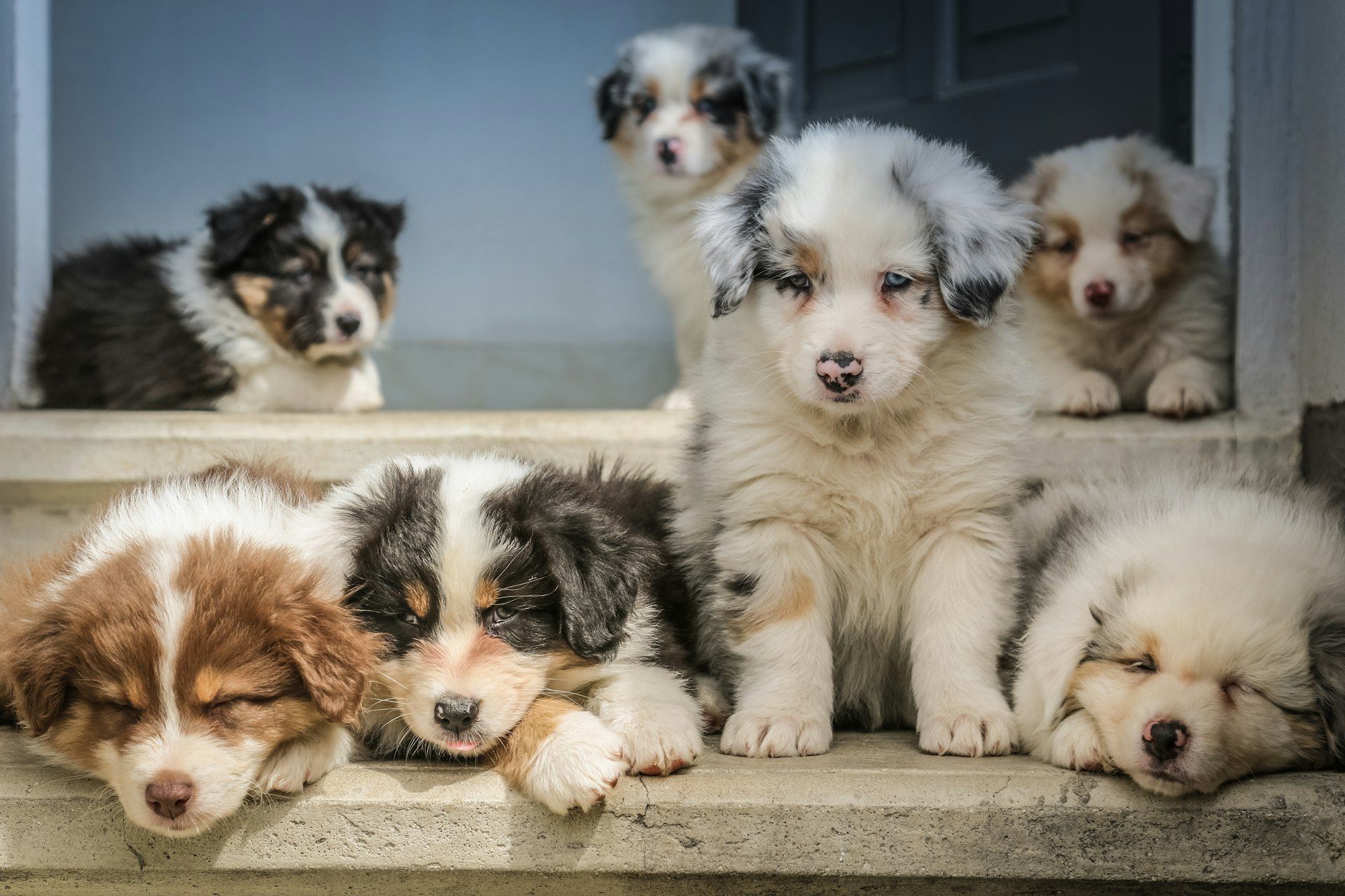 Six fluffy puppies resting on front steps, in black, white, brown, and cream coats.