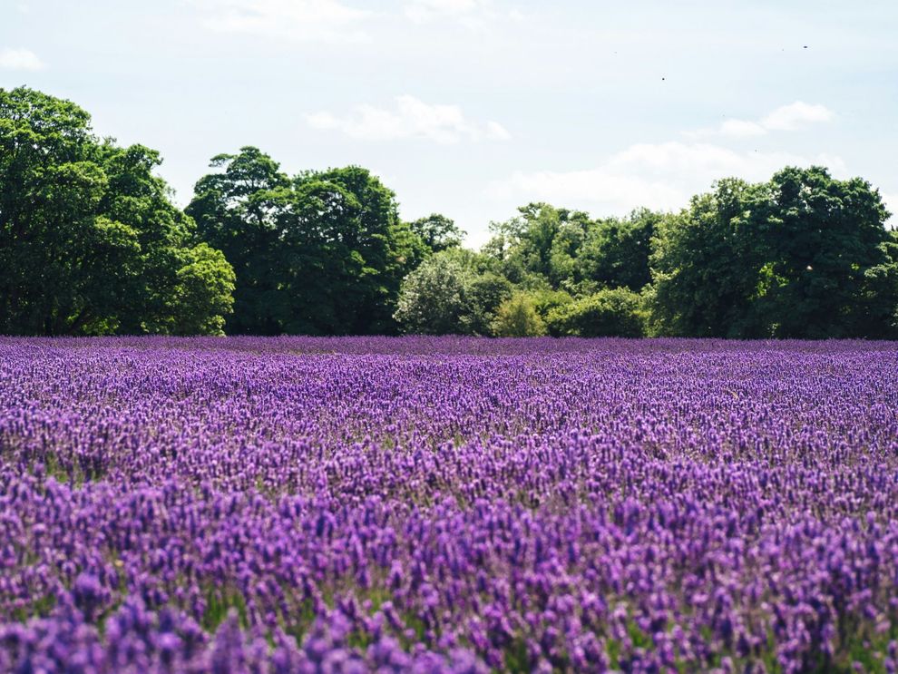 Purple lavender field with trees under a bright blue sky