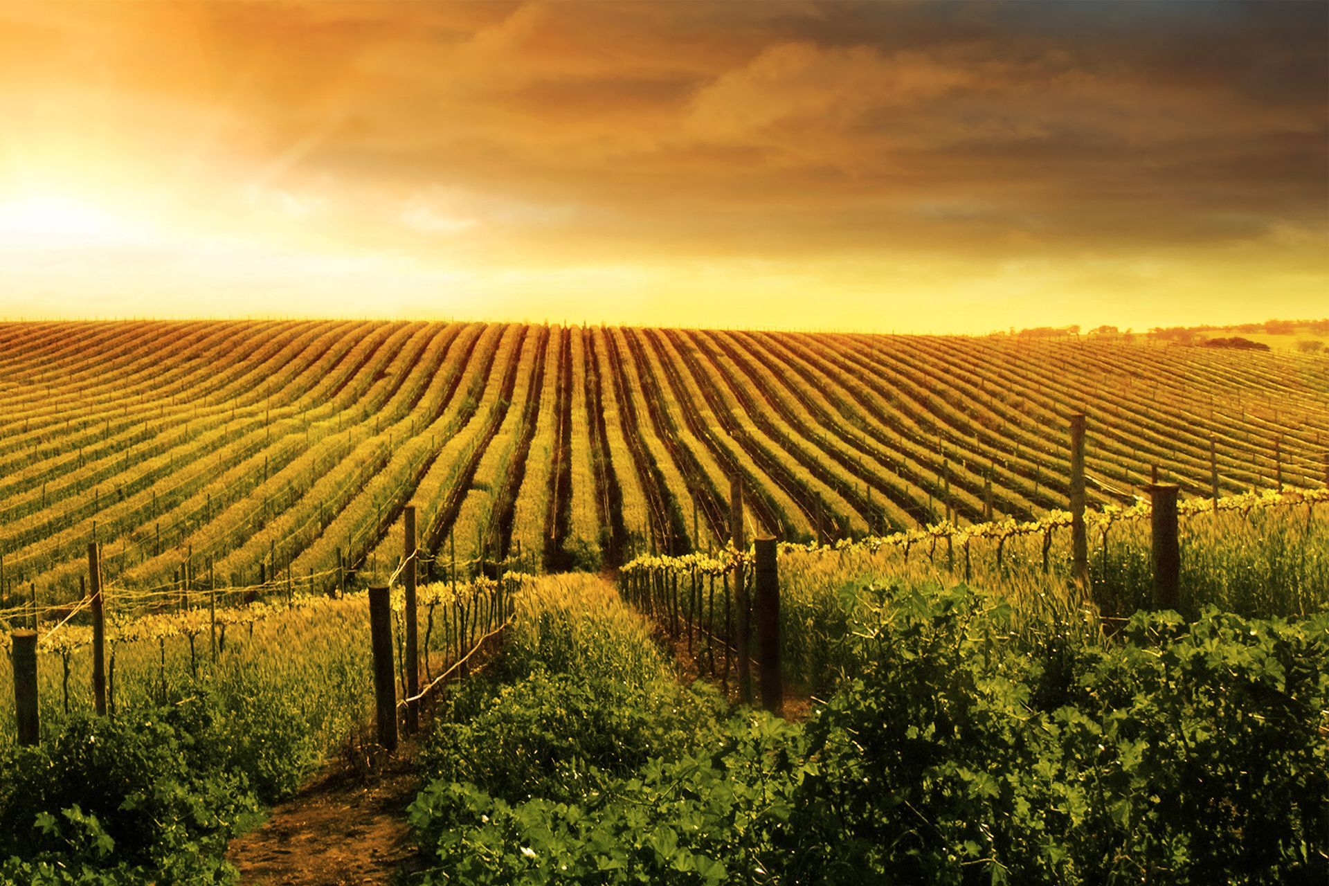 Sunlit vineyard rows stretching across rolling hills under a golden sky.
