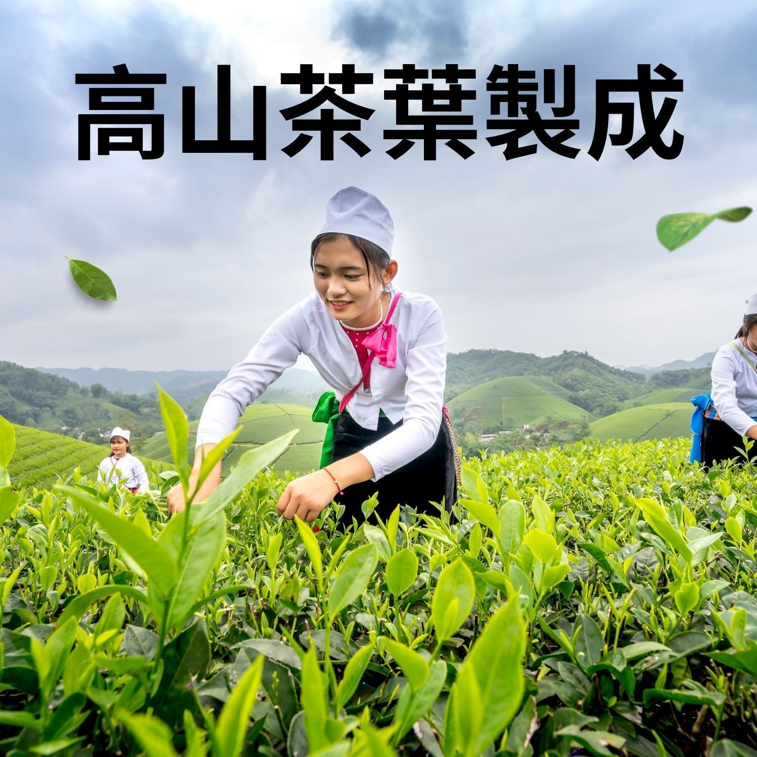 一杯茶，裡面裝著散裝茶葉和一包茶葉，背景是茶園。