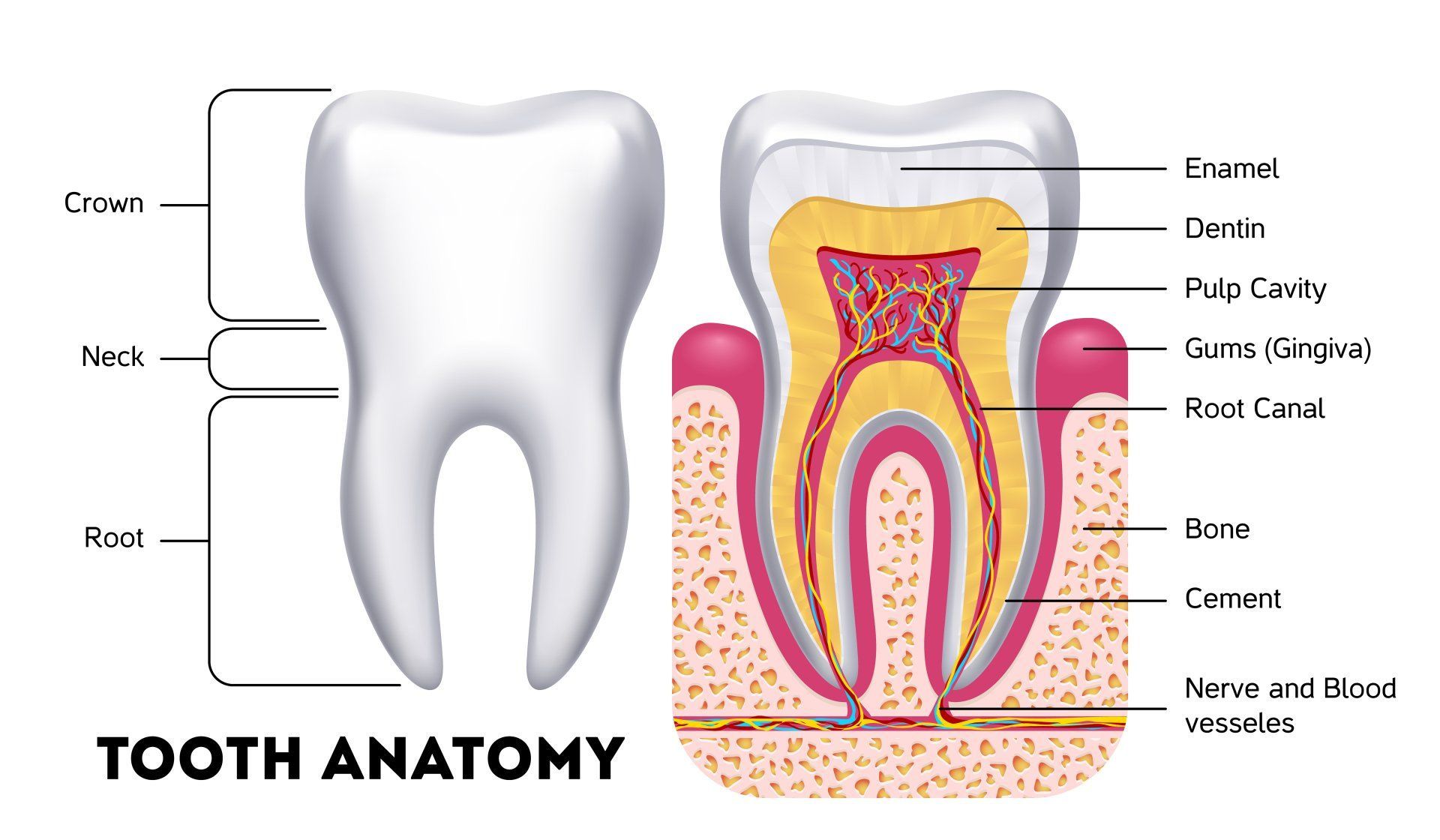 Dental anatomy diagram showing a tooth cross-section with labeled enamel, dentin, pulp, root, and nerves.