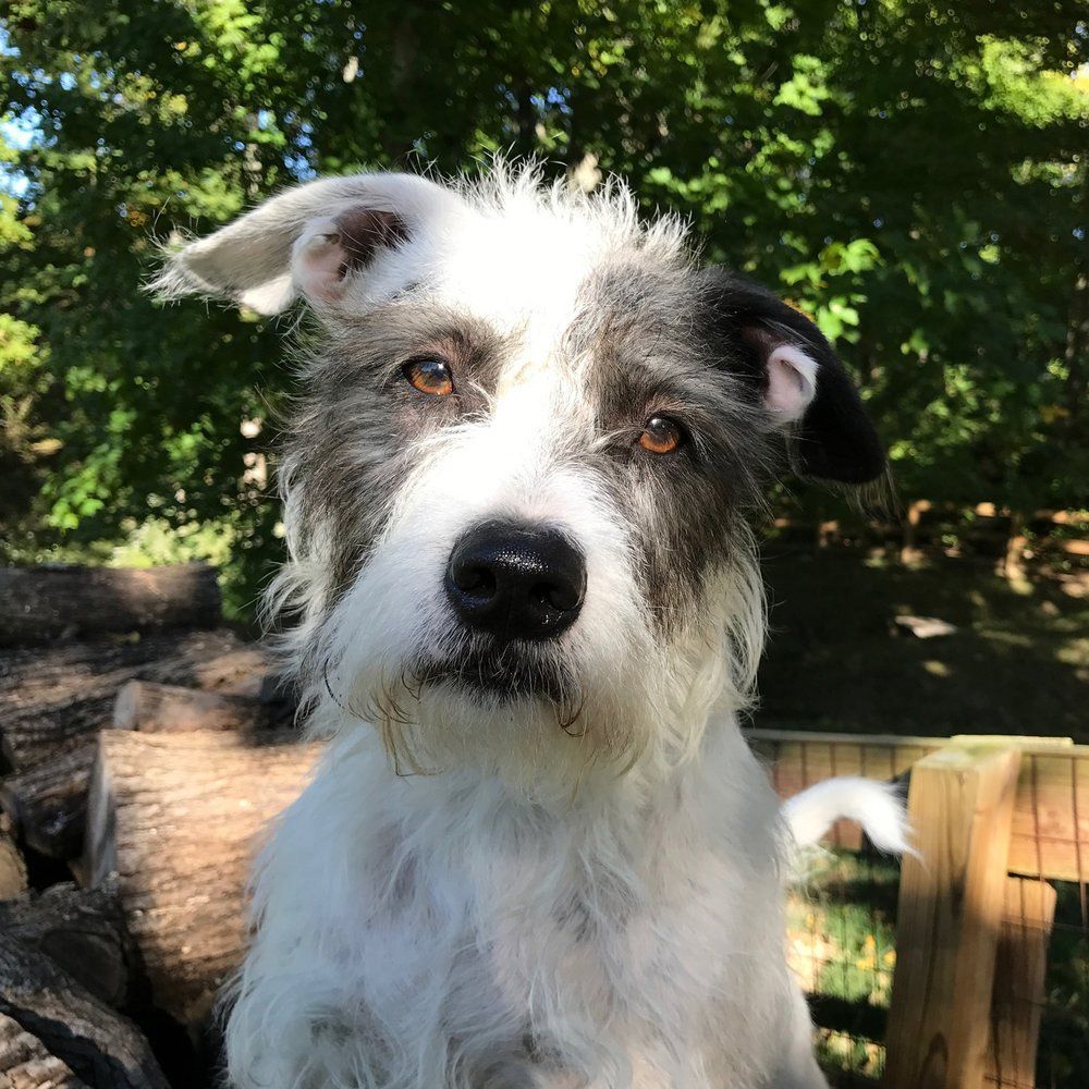 Terroir dog name Atari