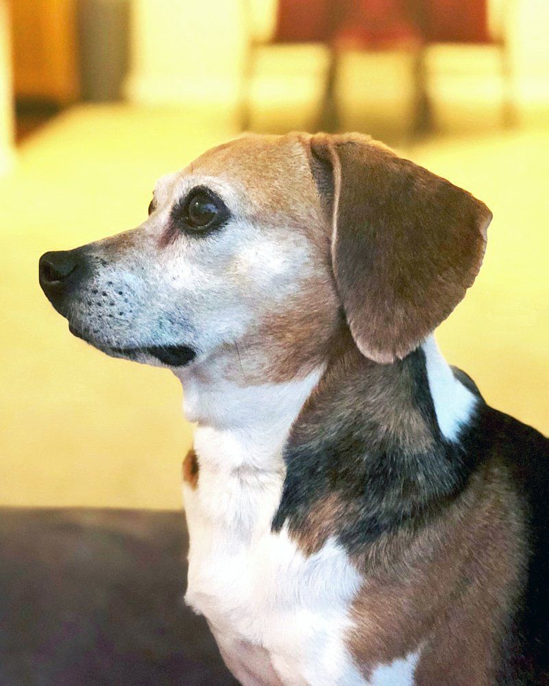 a close up of a brown and white dog looking to the side