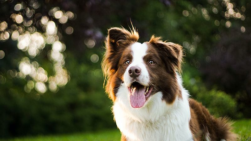 a brown and white dog with its tongue hanging out
