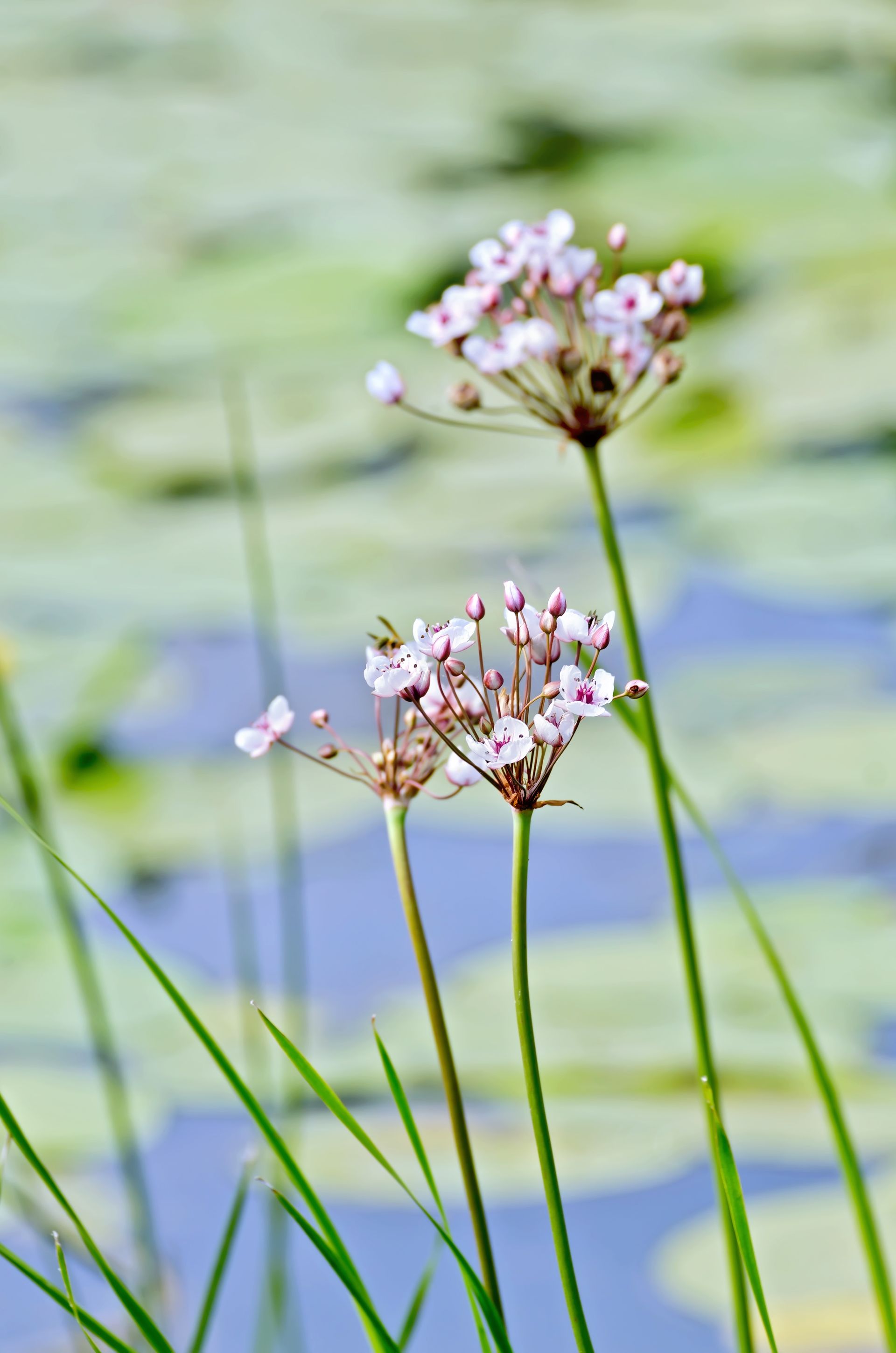 Invasive Lake Weed Removal Muskoka | Remove Cottage Seaweed Muskoka