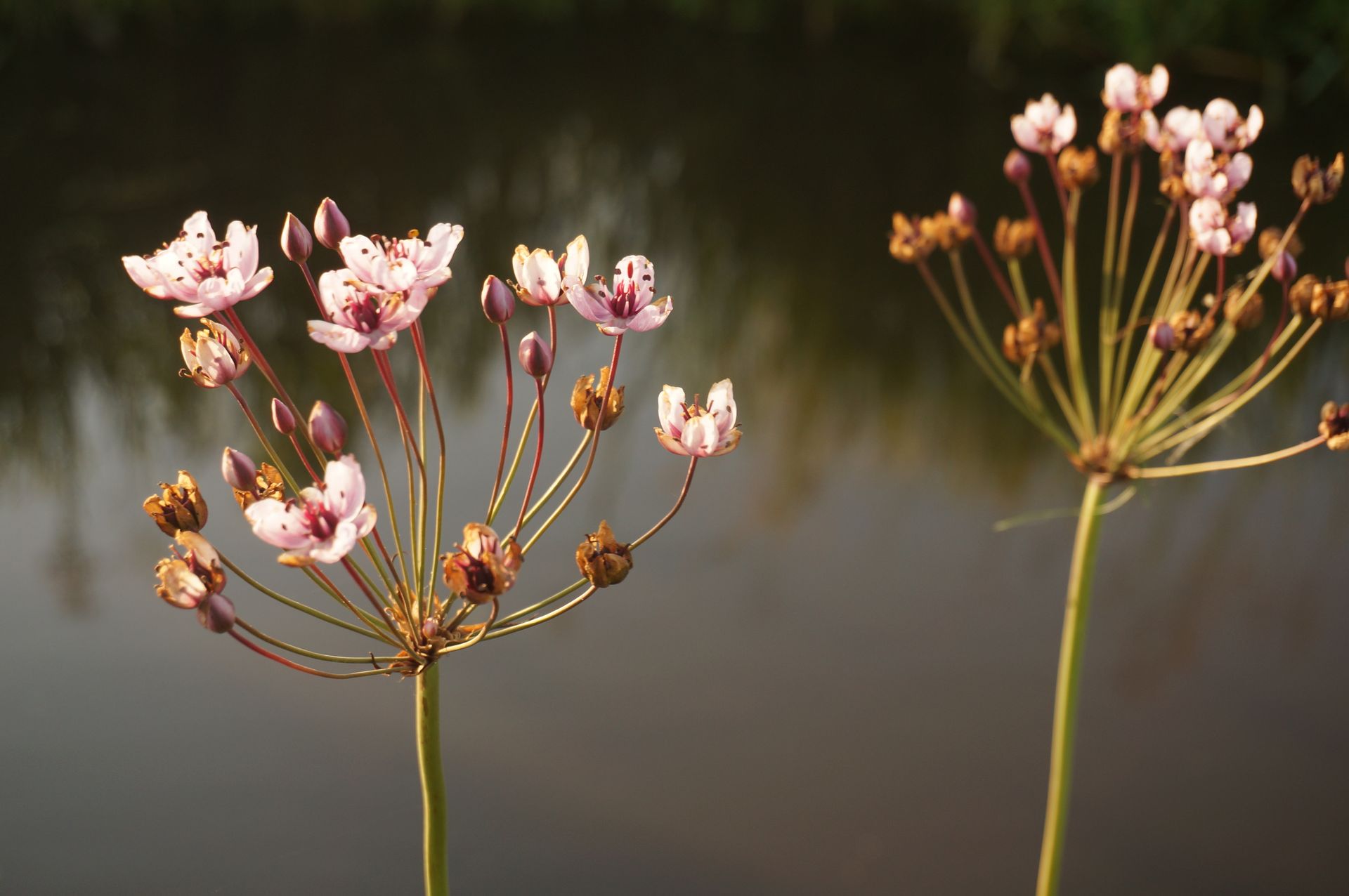 Golf Course Pond Weed Cleaning Bracebridge | Invasive Pond Weed Removal Bracebridge