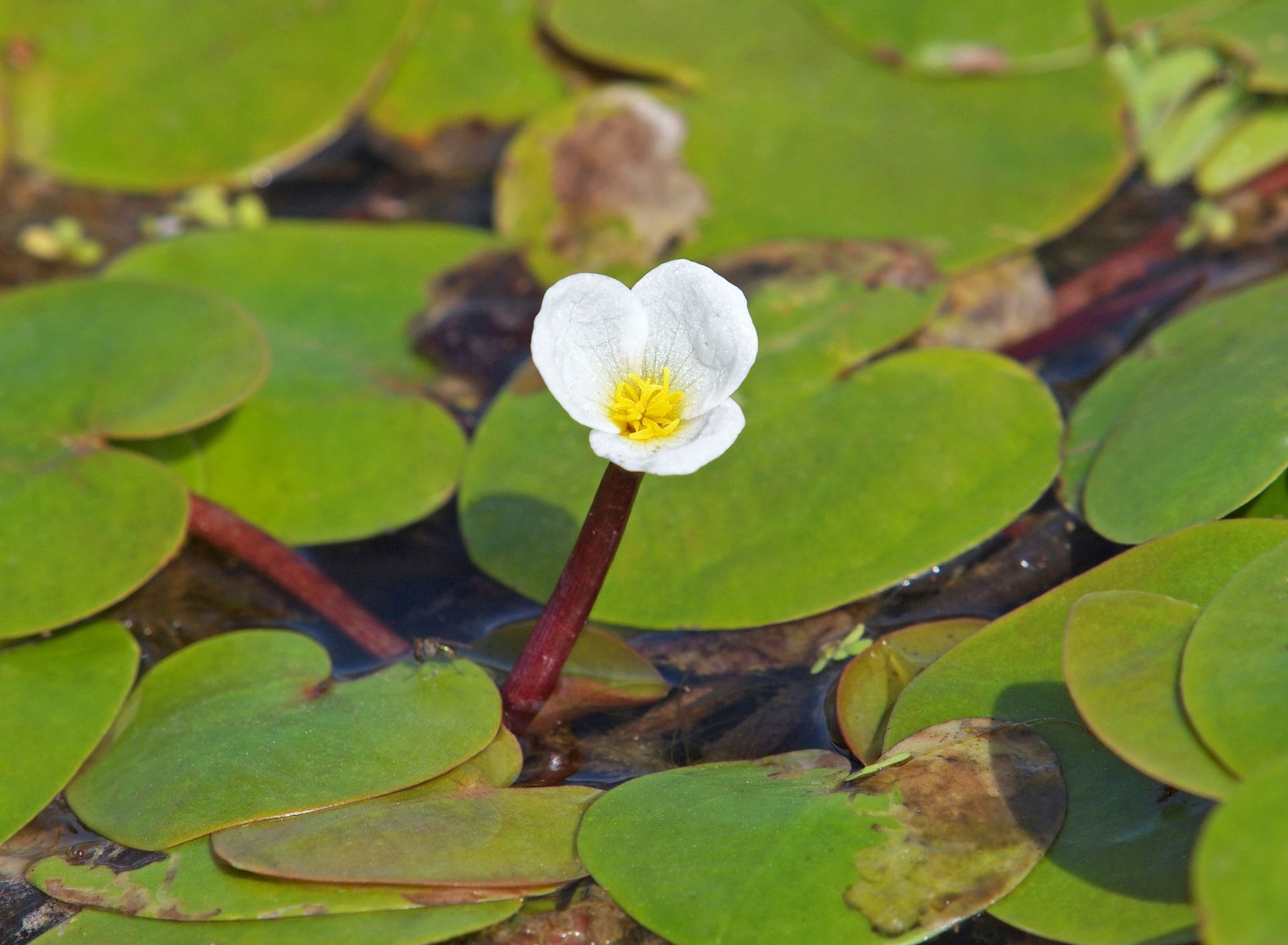 Invasive Pond Weed Removal Lindsay | Invasive Lake Weed Removal Lindsay