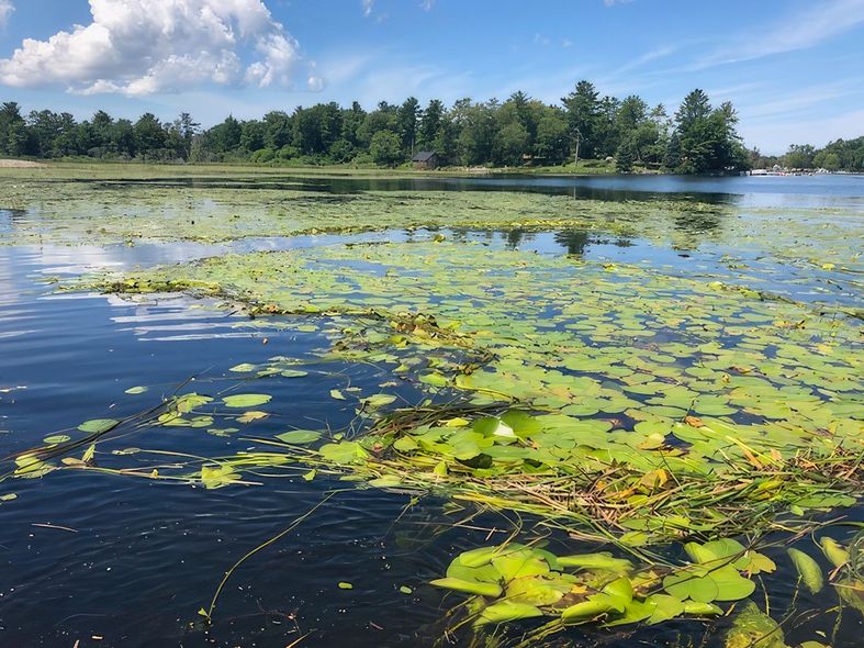 Native lake weed removal Washago | Aquatic Weed Harvesting Washago