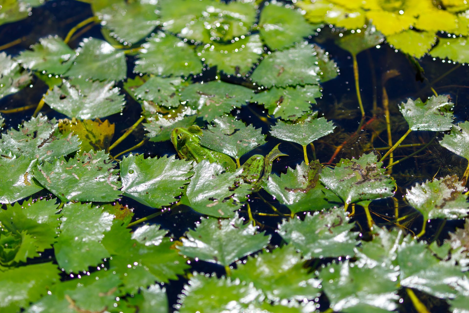 Backyard Pond Cleaning Lindsay | Pond Weed Removal Lindsay