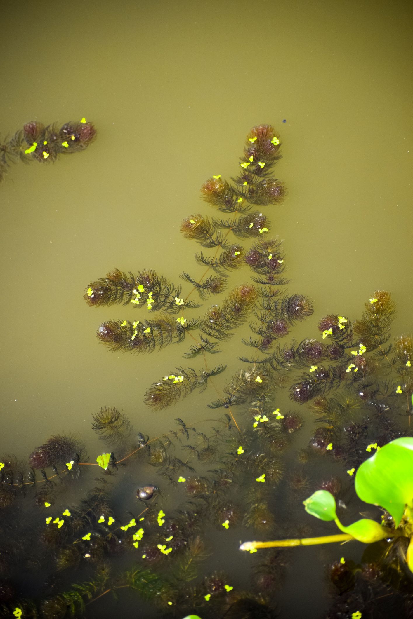 Golf Course Pond Weed Removal Lindsay | Golf Course Pond Weed Cleaning Lindsay