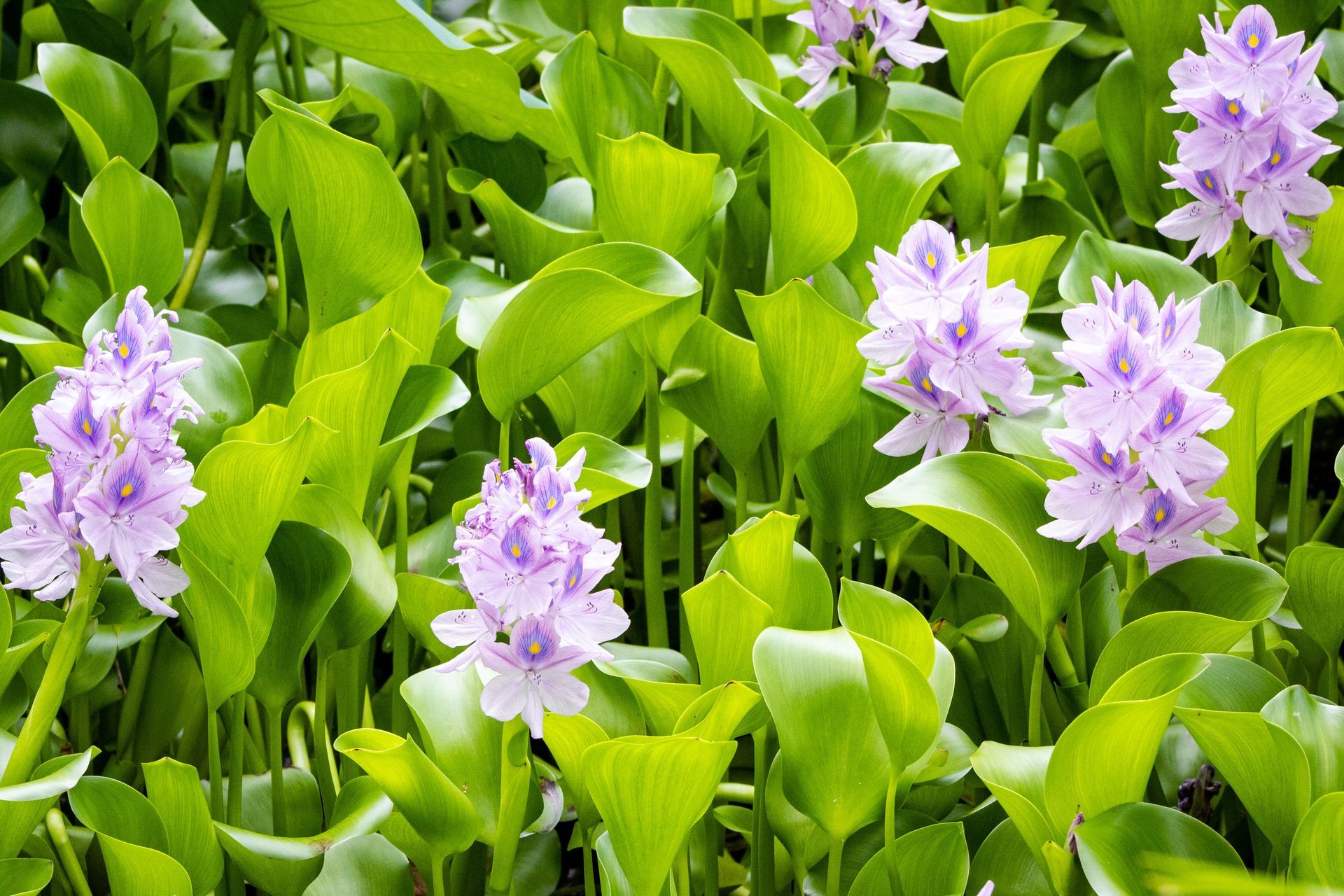Pond weed Cleaning Bracebridge | Lake Weed Removal Bracebridge