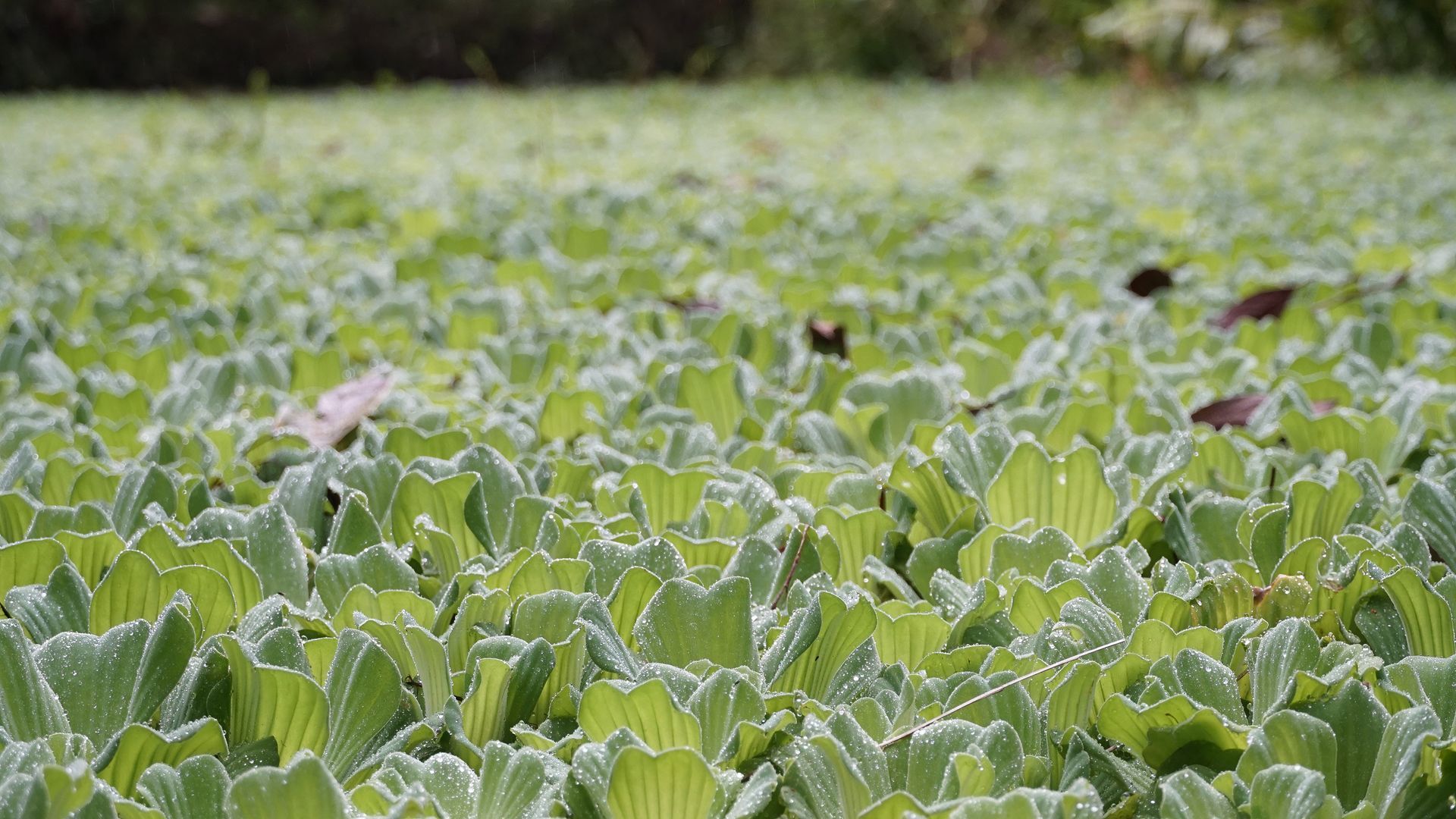 Invasive Pond Weed Removal Haliburton | Invasive Lake Weed Removal Haliburton